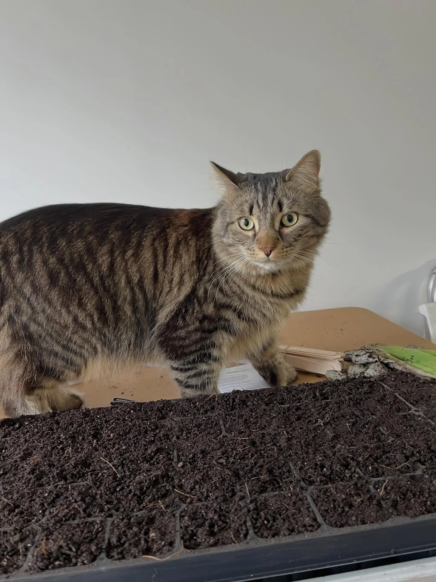 Felines are an essential component of any seed-starting enterprise🐱🌱

See the last 2 slides for the soil that got peed in and the shameless perpetrator🐈&zwj;⬛