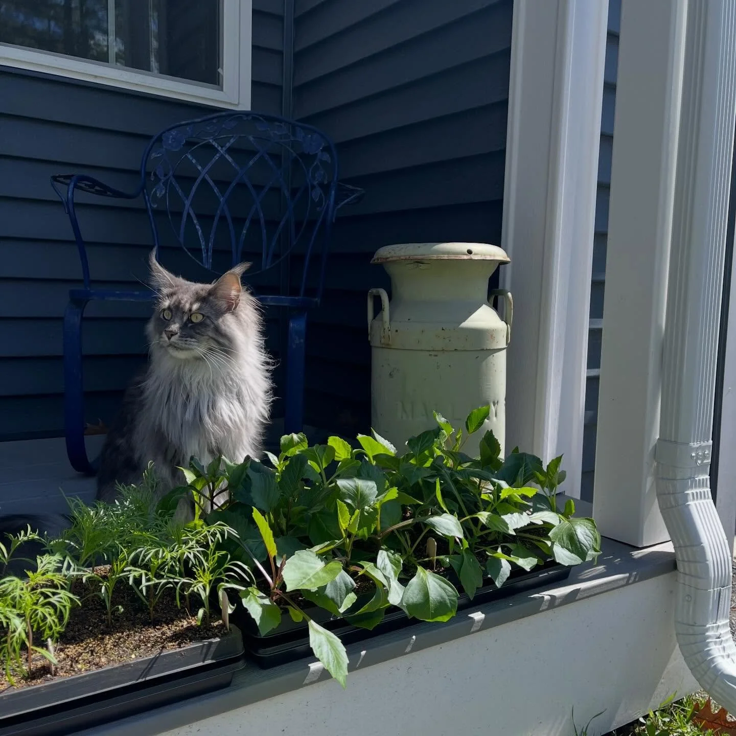 Scenes of a flower grower without a greenhouse and with a lot of cats🌞🌱🐱