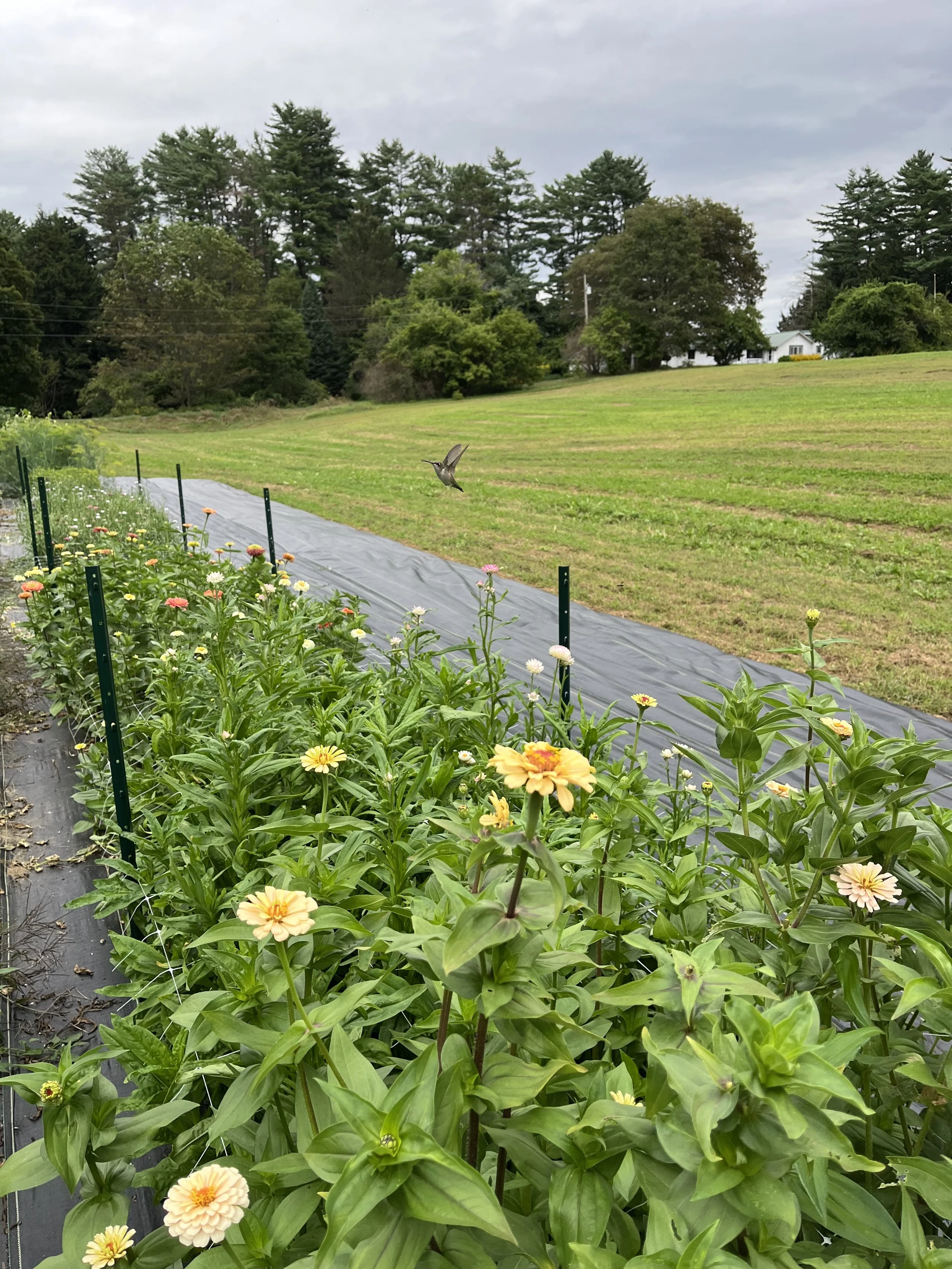 A backyard garden with rows of flowering plants, possibly zinnias, in bloom. There is a strip of black plastic mulch on the soil and green plant supports along the row. In the background, there are trees and a grassy lawn with a bird flying in the sky, which is cloudy.
