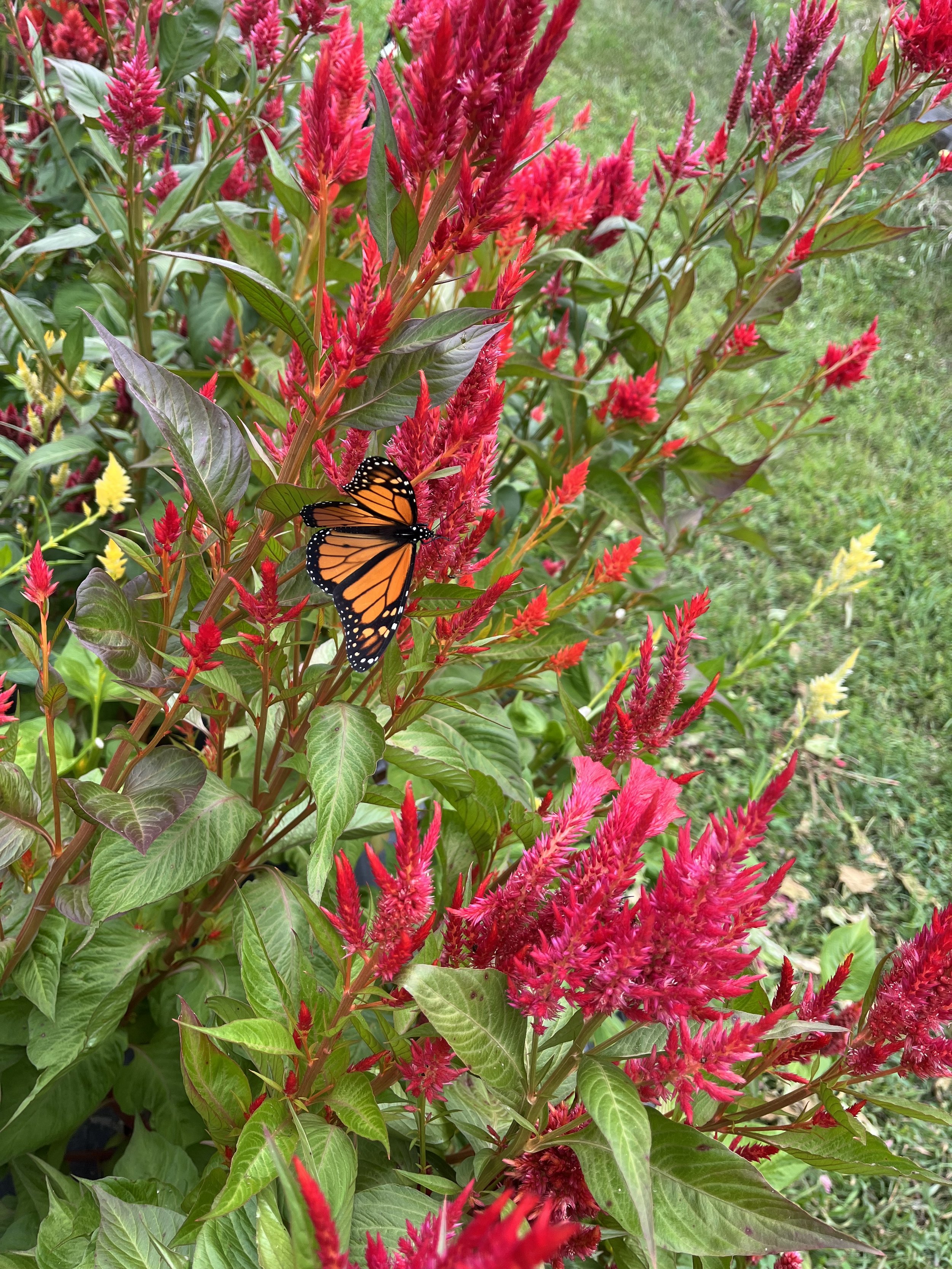 A monarch butterfly perched on a vibrant red and pink Celosia flower with green leaves and grass background.