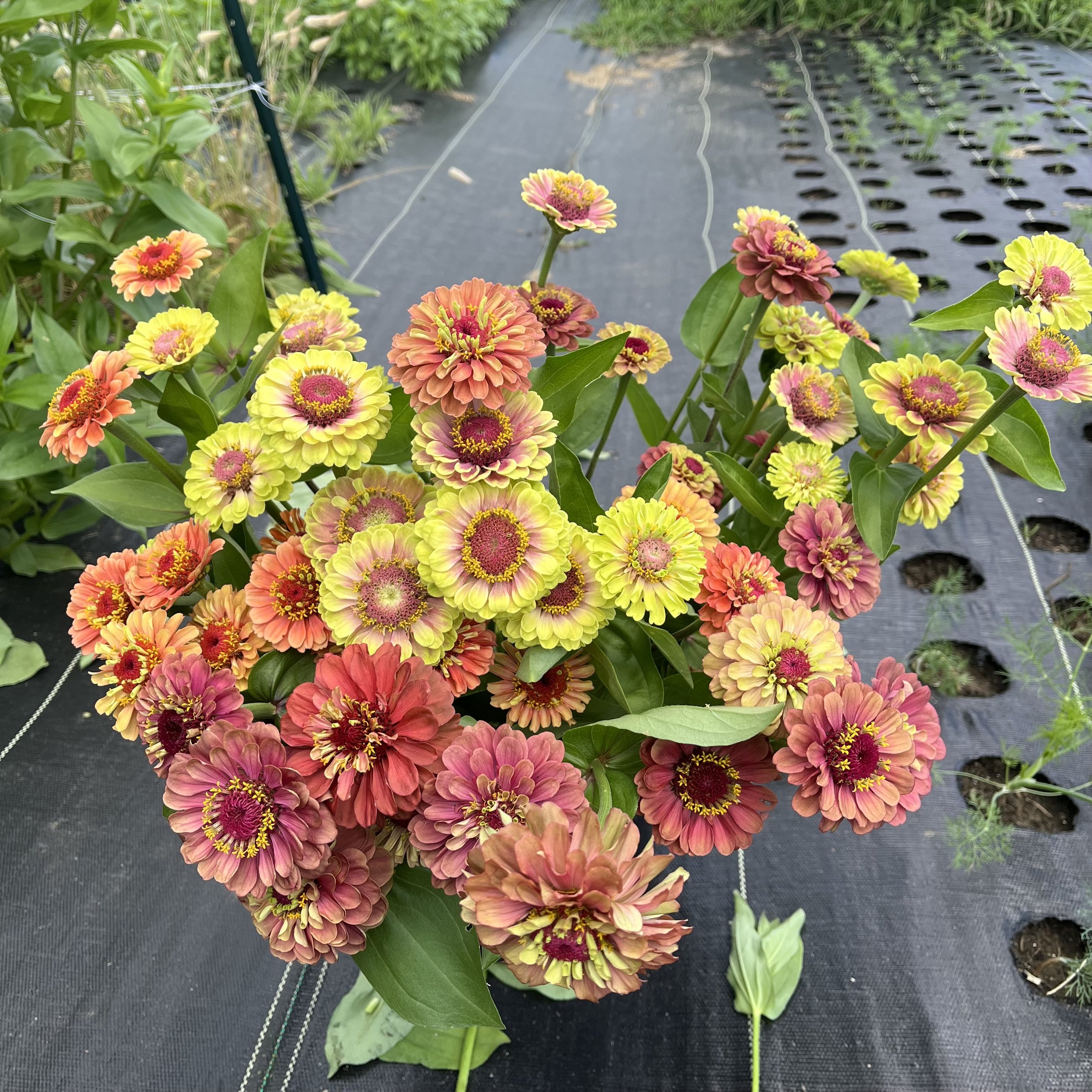 A colorful bouquet of zinnia flowers in shades of pink, orange, and yellow growing in a garden with black weed barrier fabric.