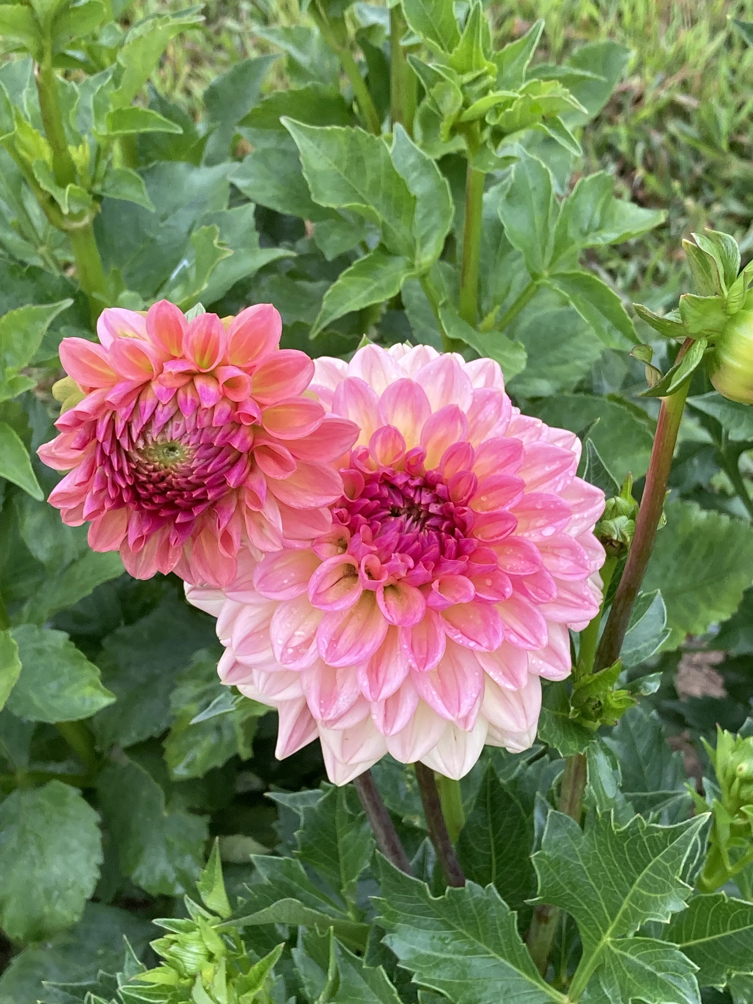 Close-up of two pink and peach-colored dahlias blooming amidst green leaves