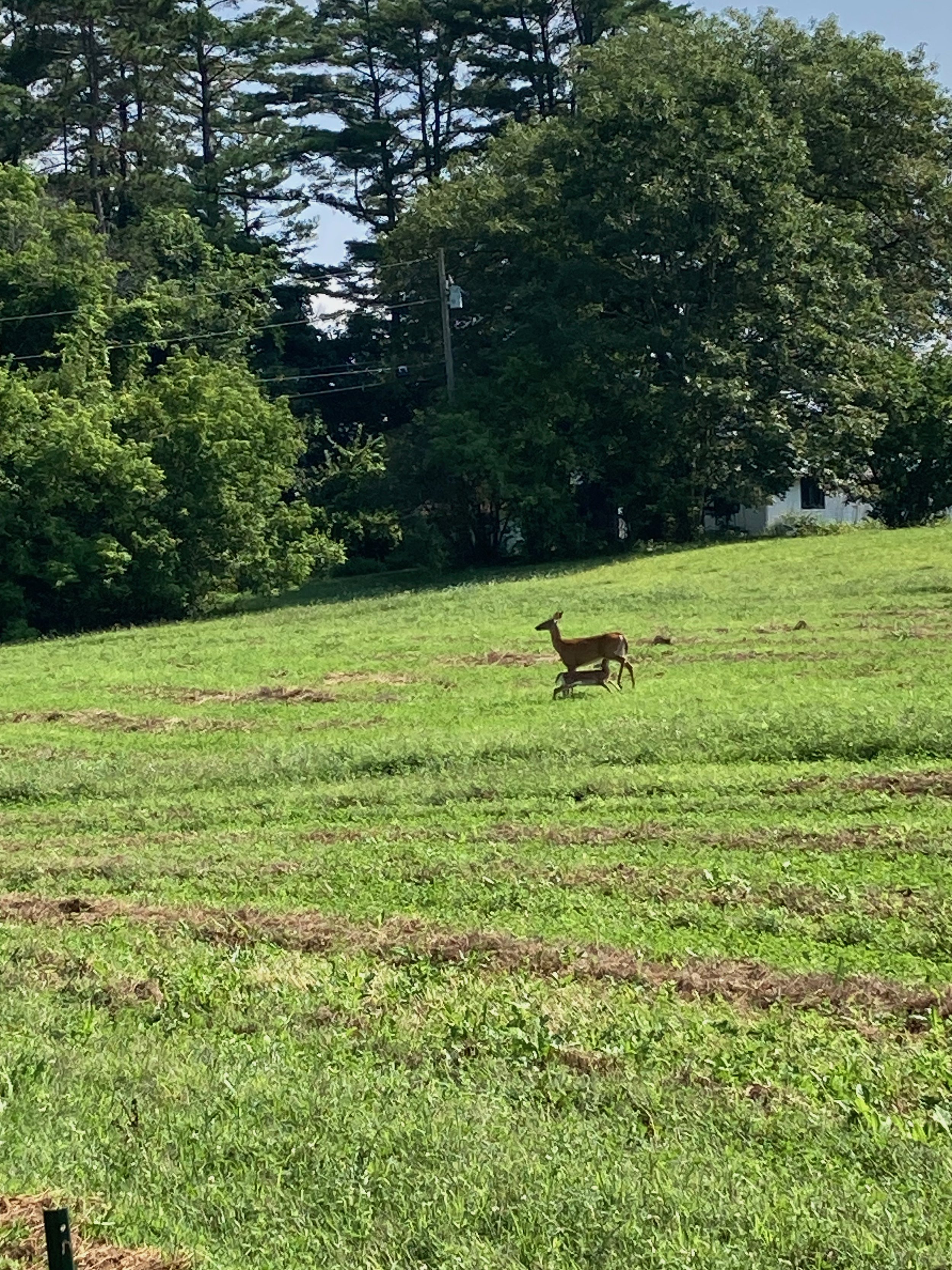 A deer standing in a grassy field with trees and a house in the background.