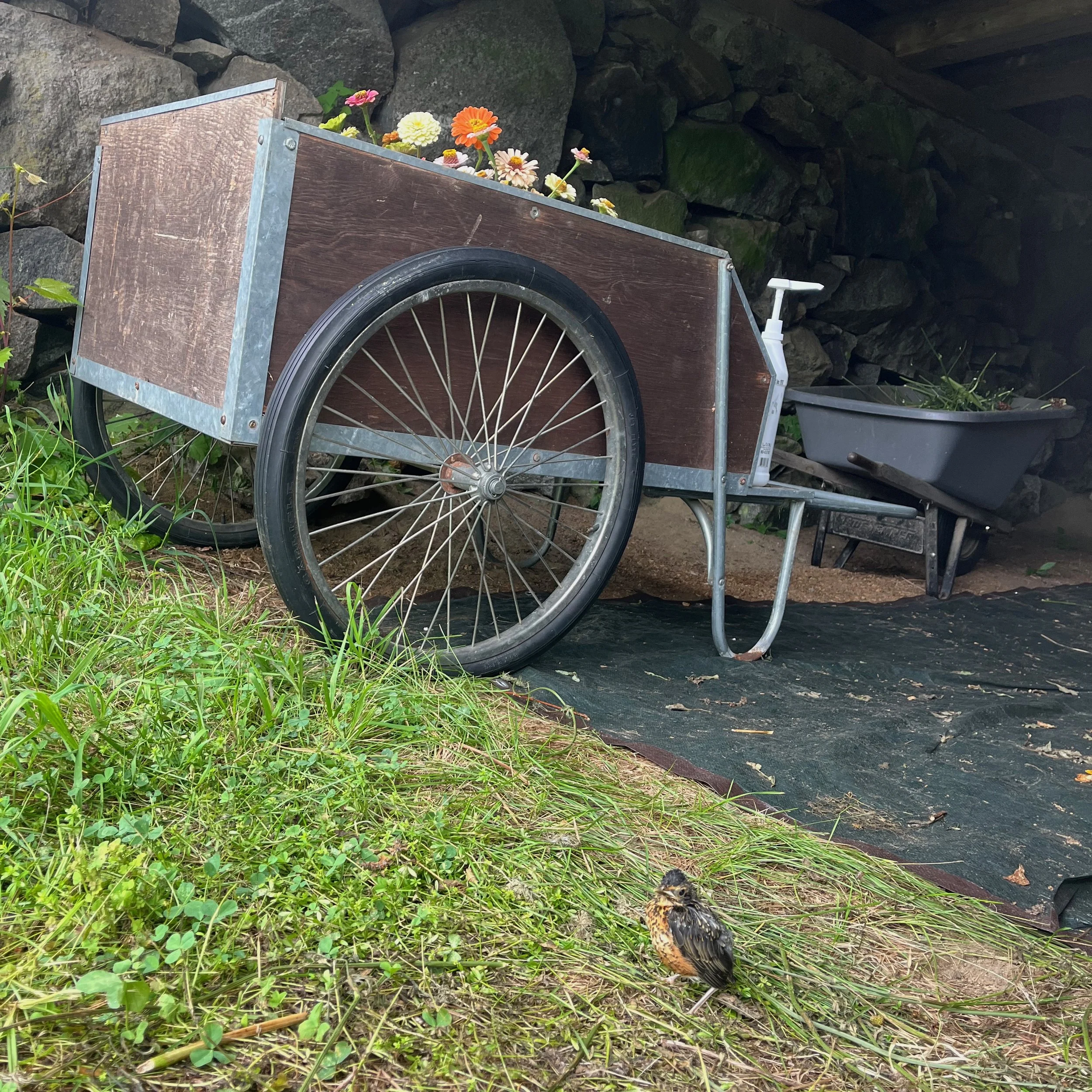 A wheelbarrow with flowers on top, a black tub filled with plants, a small bird on grass, and a faucet attached near the wheelbarrow, set against a background of rocks.