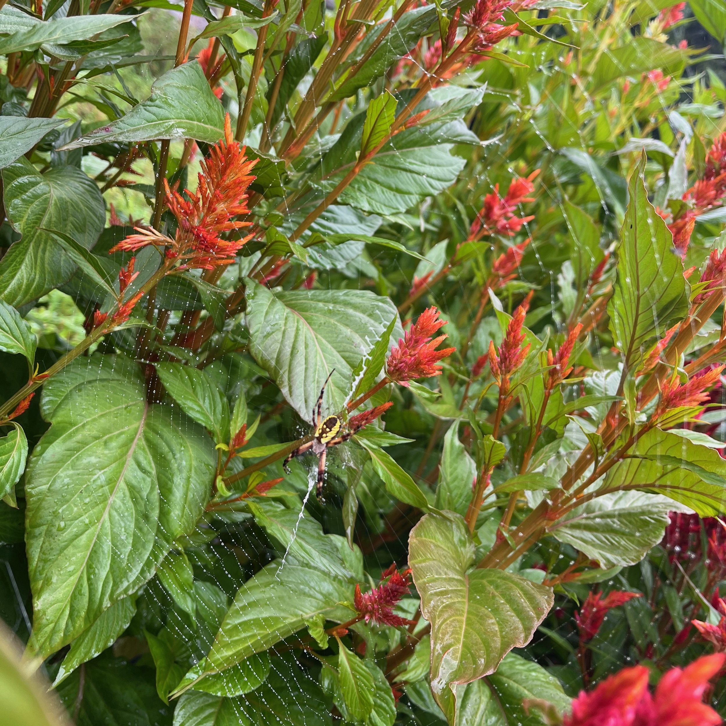 Close-up of a garden with green leafy plants and red flowering buds, including a spider on its web among the foliage.