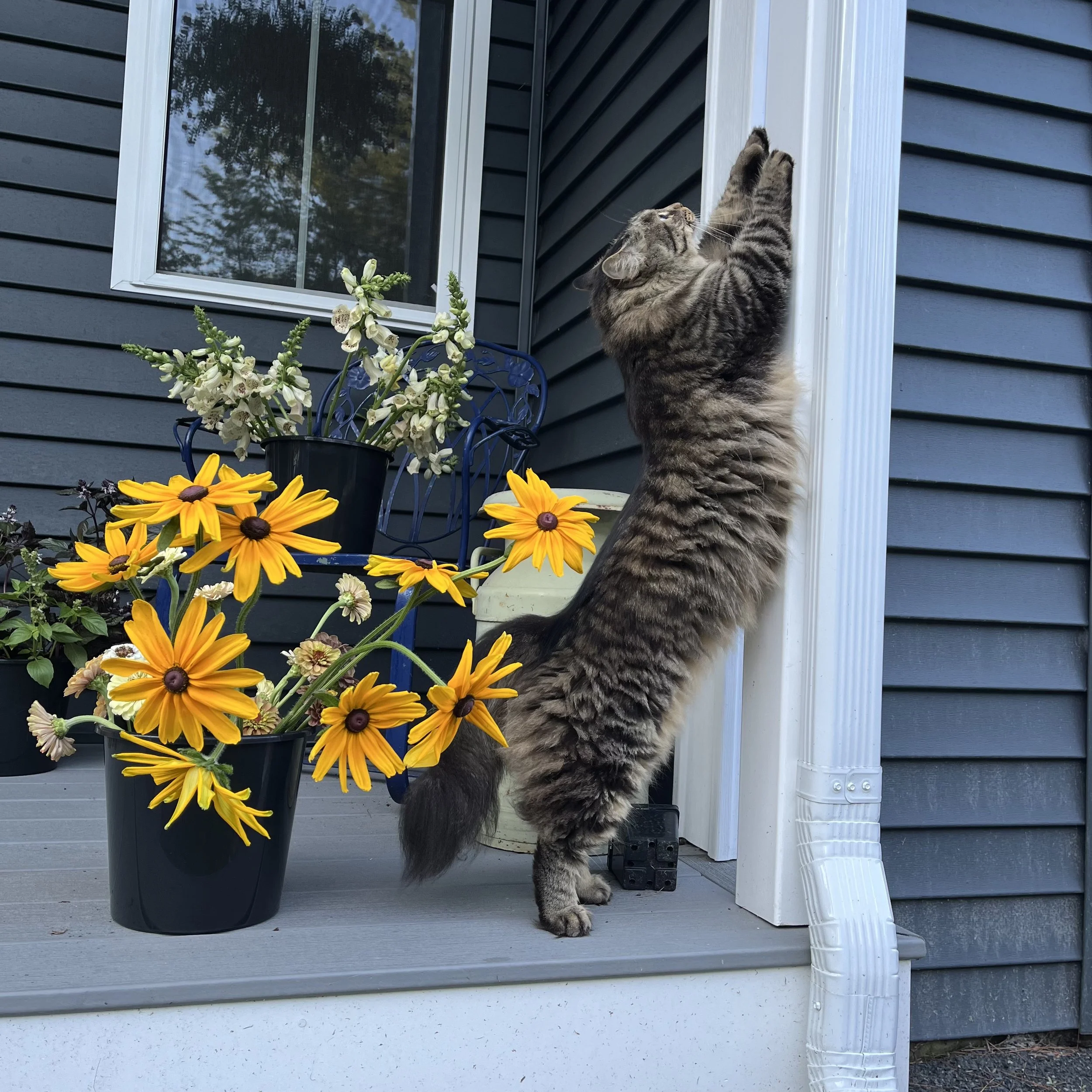 A tabby cat standing on a porch, reaching up and sniffing a vertical surface next to a white downspout. There are potted yellow flowers with dark centers and white flowers with green stems nearby.