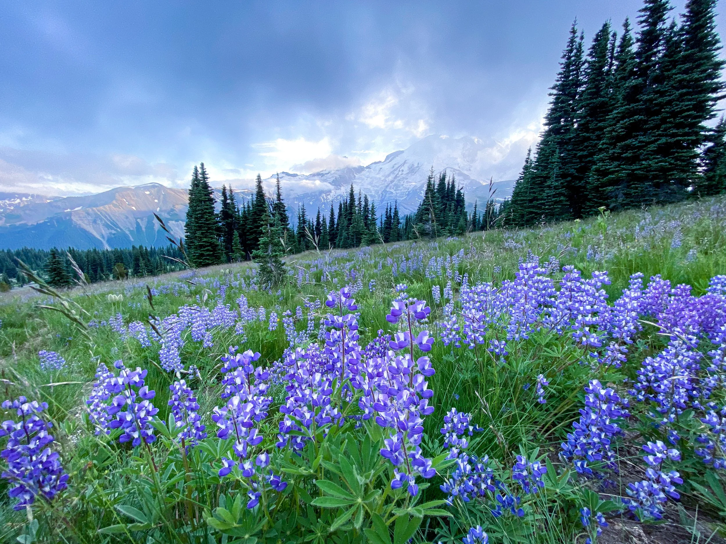 How Myo Purpose started  