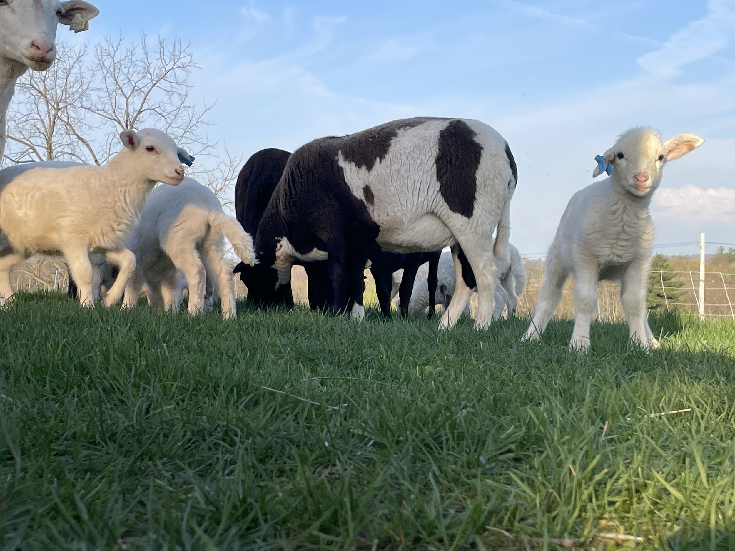 Lambs experiencing pasture for the first time. 