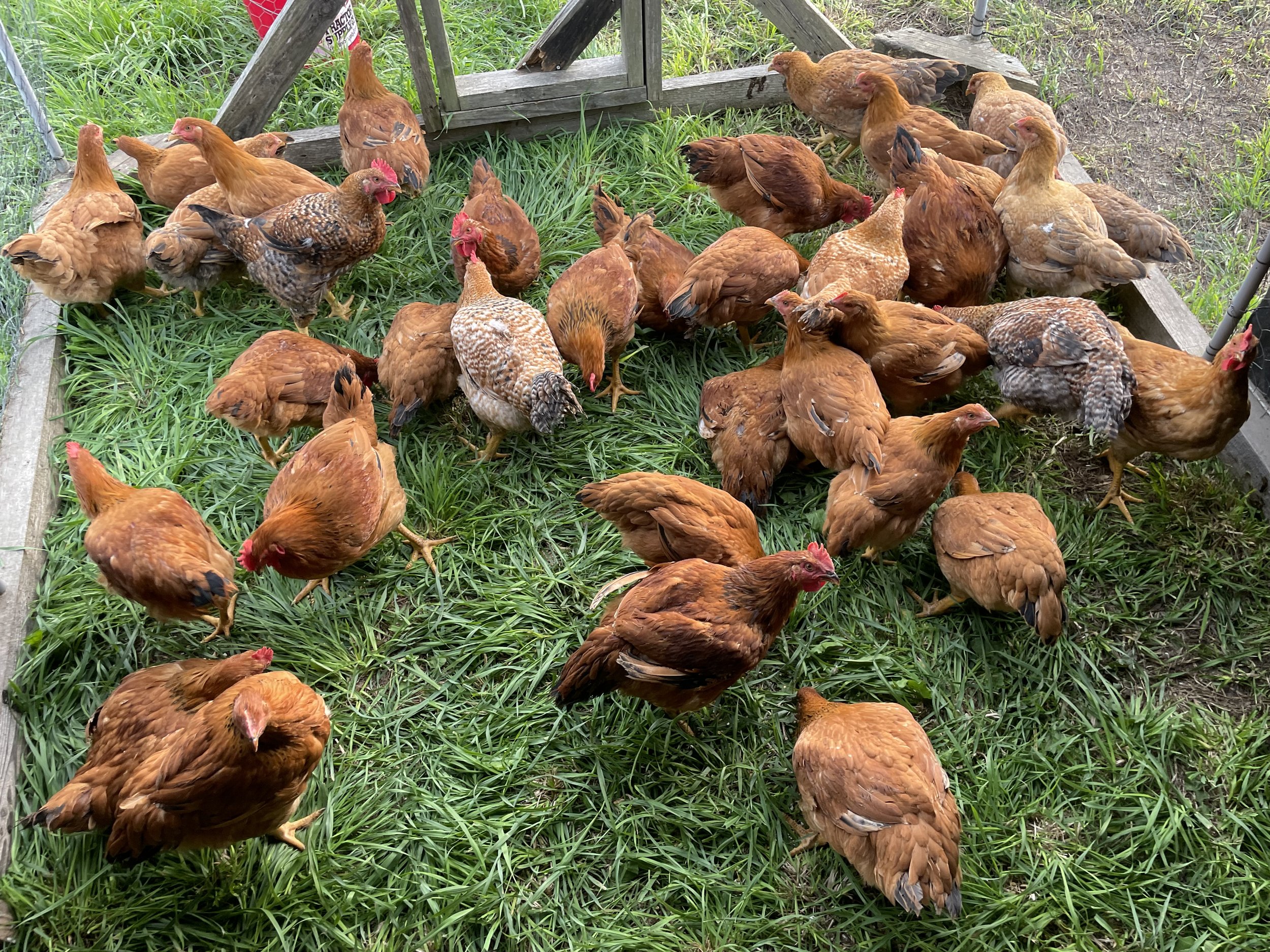 Our broiler flock enjoying lush spring grass!