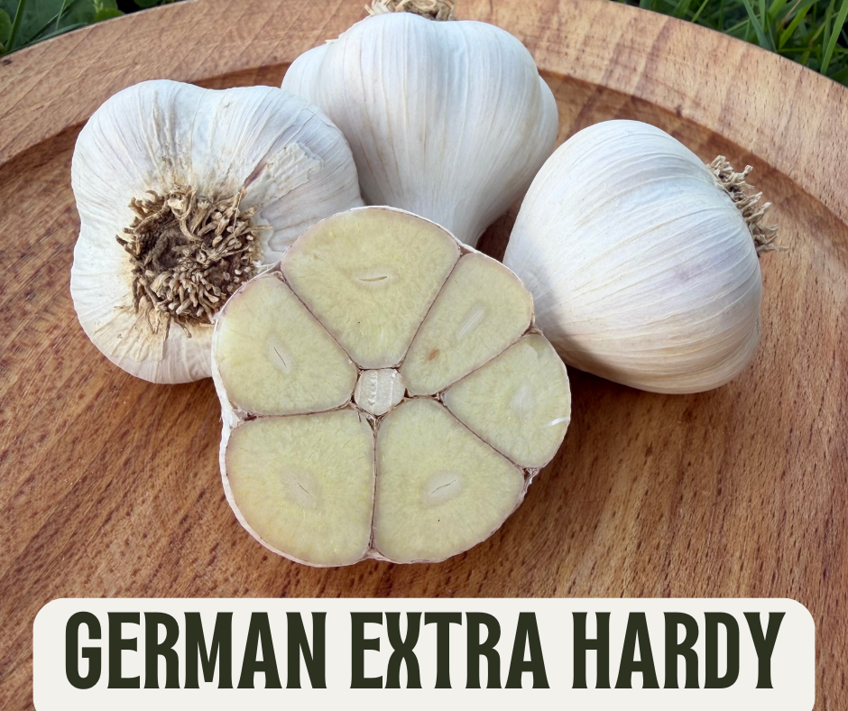 German Extra Hardy - Seed Garlic