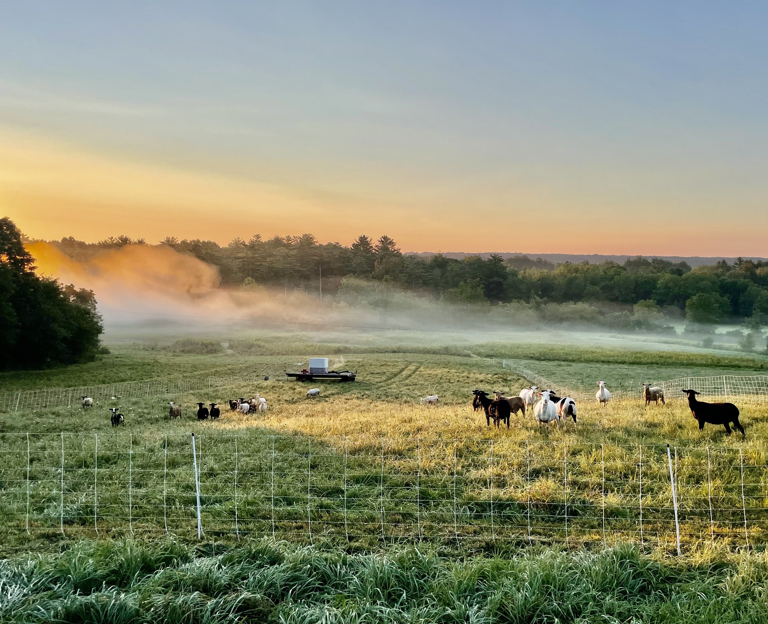 Late summer sunrise over the lower fields, where our flock of sheep is grazing. 