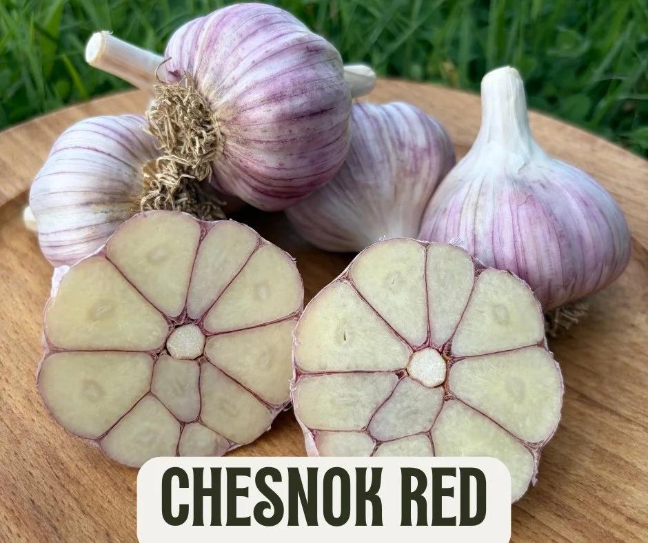 Chesnok Red - Seed Garlic