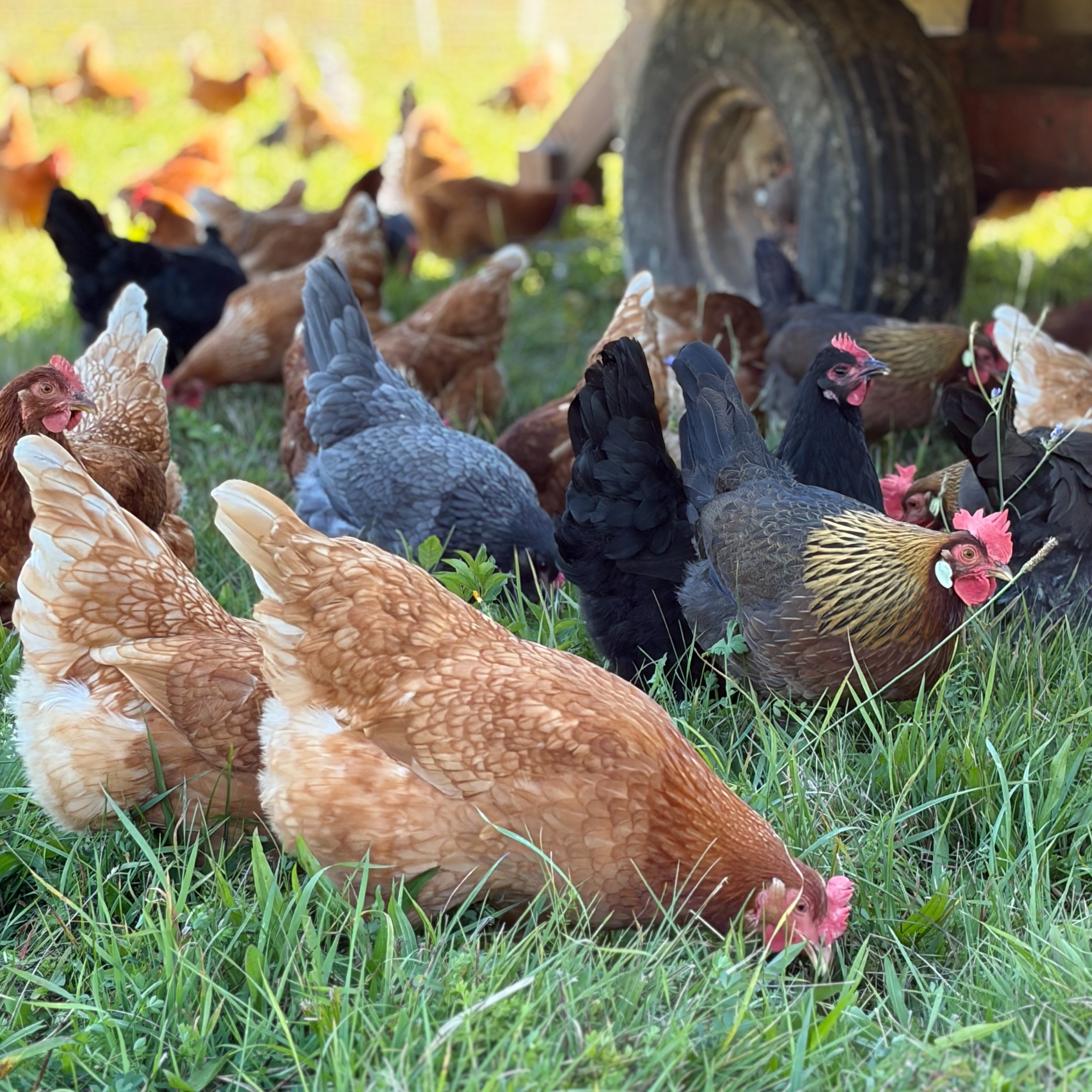 Our layer flock enjoying summer pasture. 