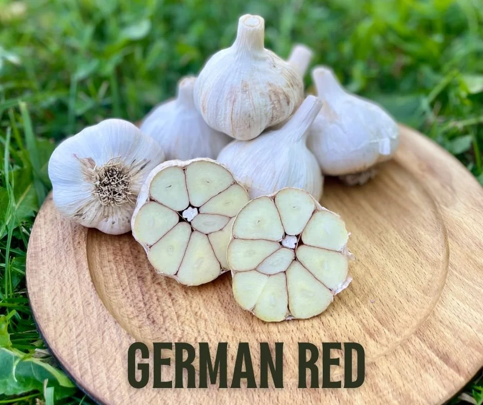 German Red - Seed Garlic