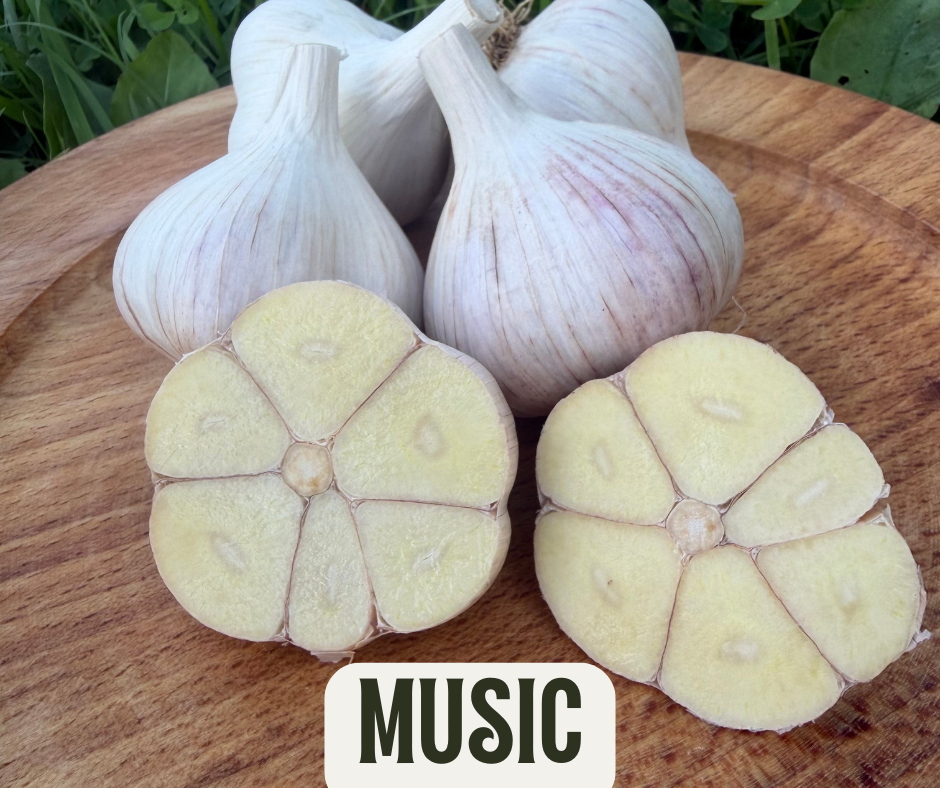 Music - Seed Garlic
