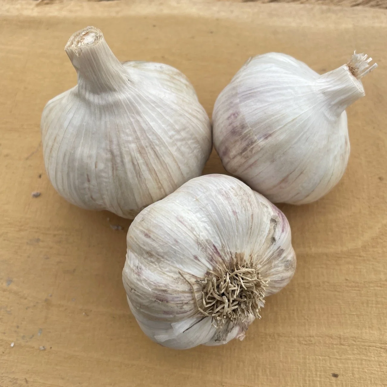garlic-germanred1.jpeg