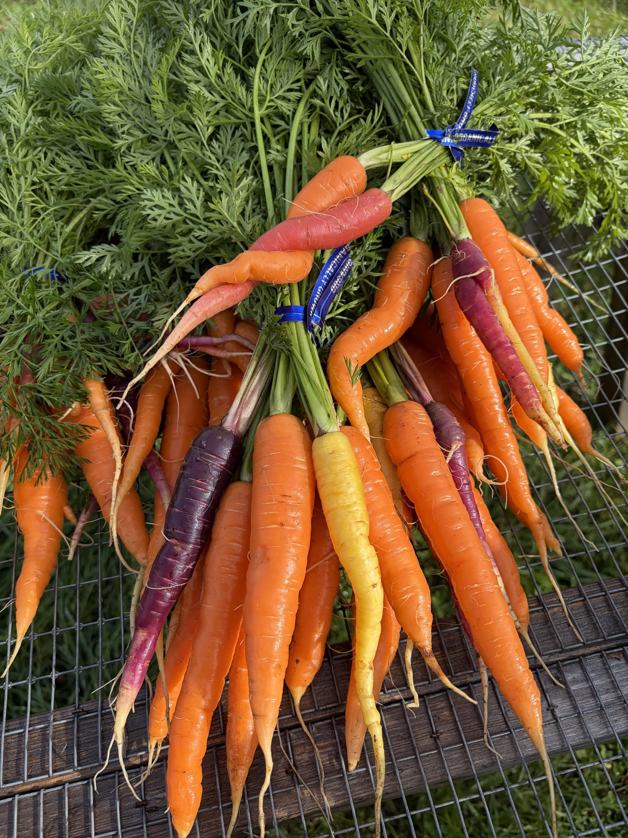 Freshly wash rainbow carrots