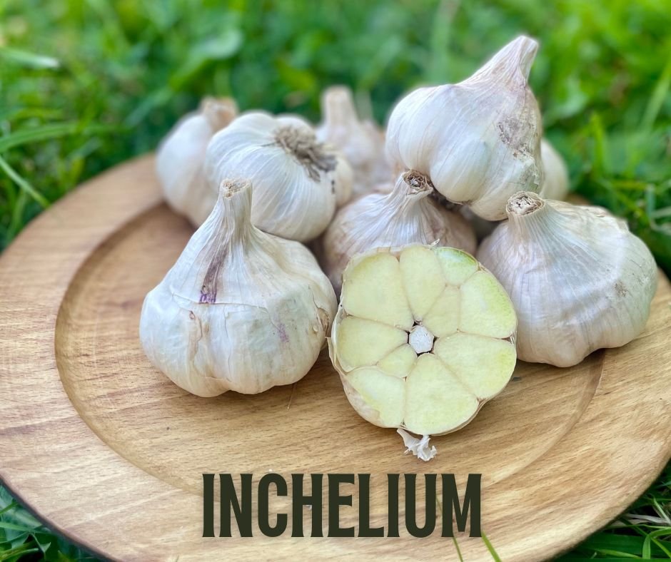 Inchelium - Seed Garlic