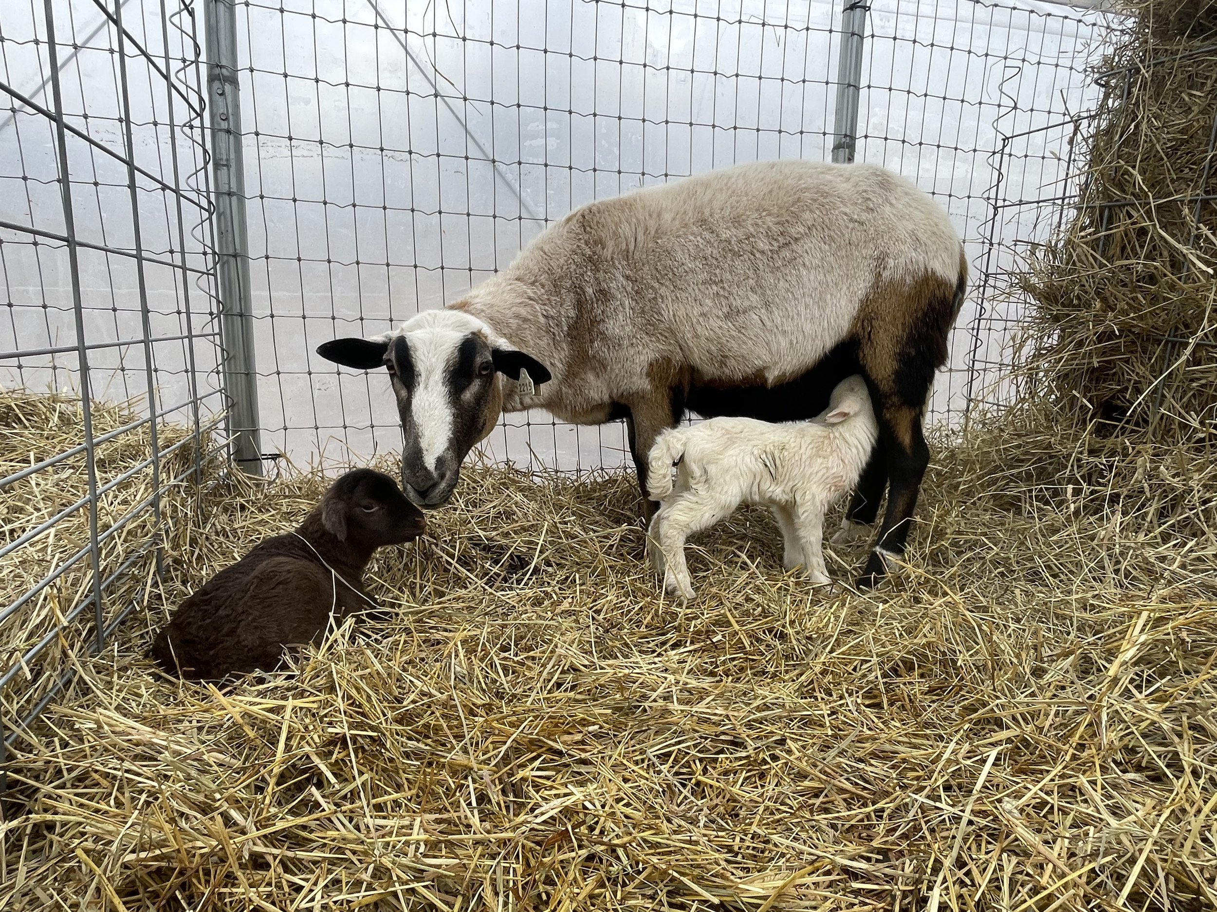 One of our favorite ewe, with her twin lambs.