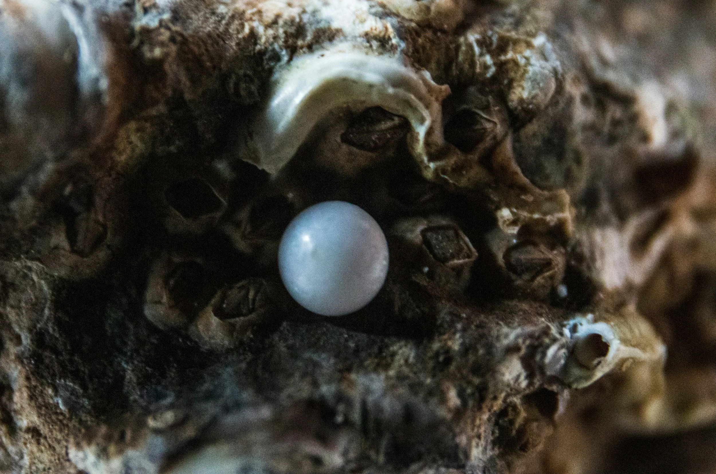Close-up of a textured tree bark with a white pearl and a small spiral shell embedded in the surface.