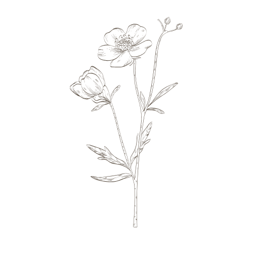 Line drawing of a flower with two open blossoms, leaves, and a bud on a black background.
