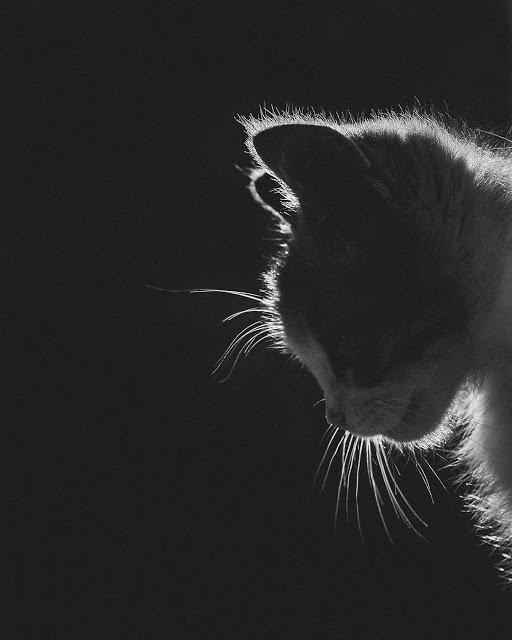 my wife meows sometimes