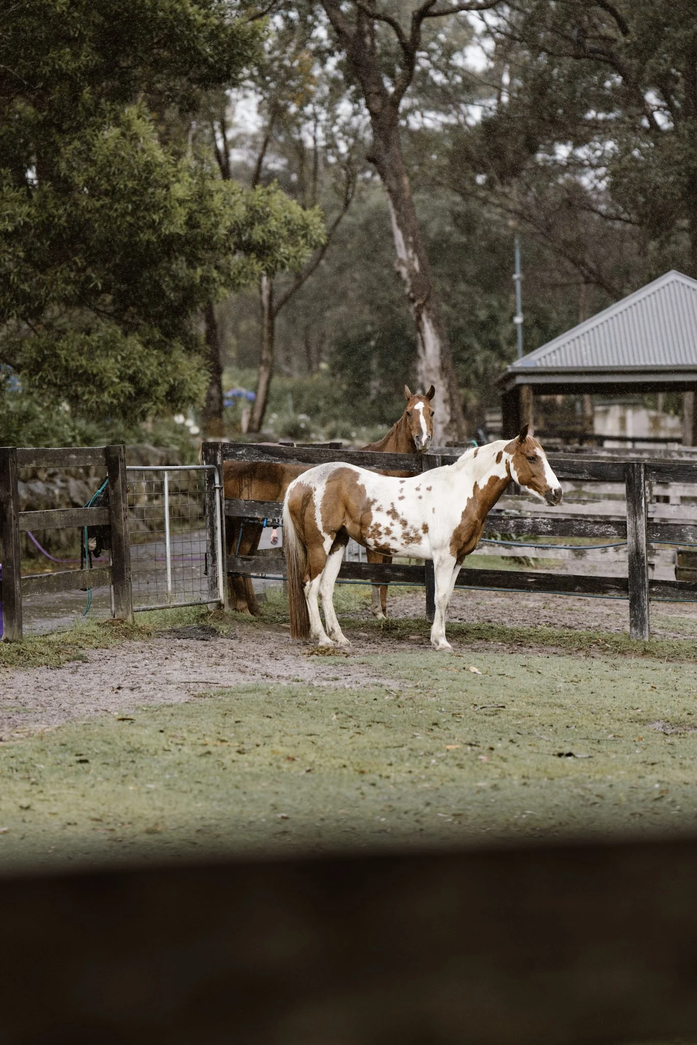 Two horses standing in a fenced outdoor area on a rainy day, surrounded by trees and a small building in the background.