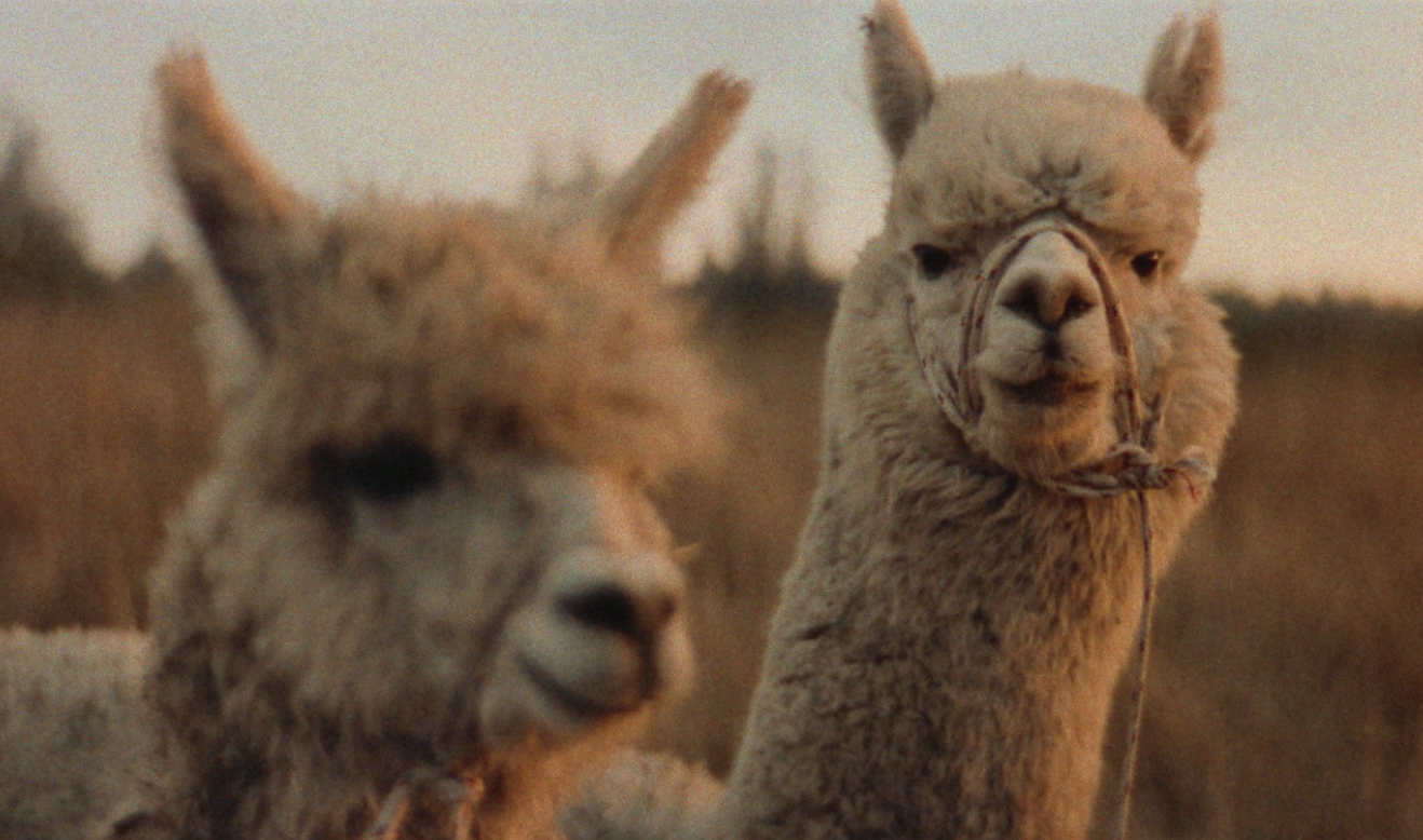 Llamas.png