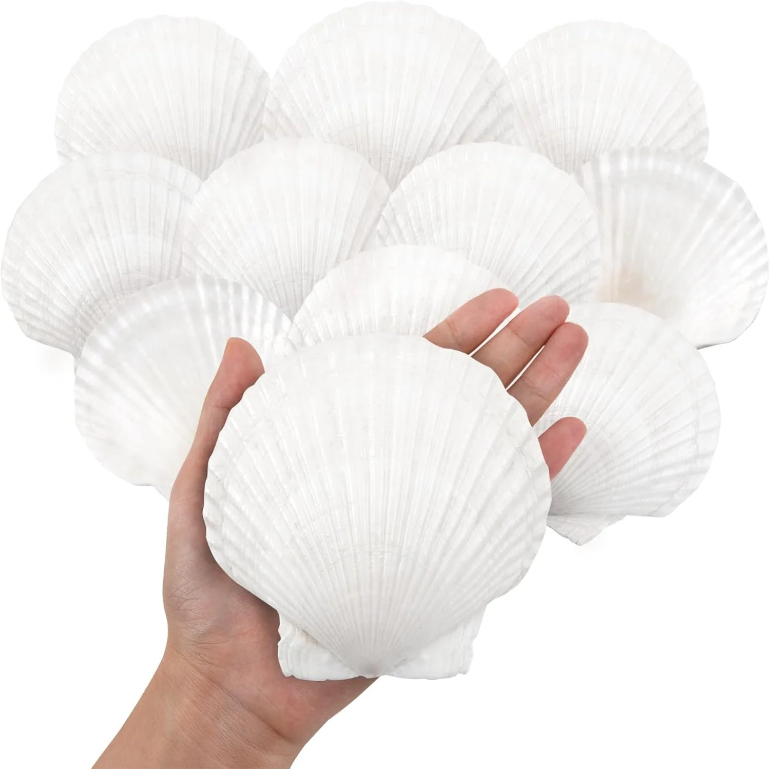 Scallop Shell Table Decoration