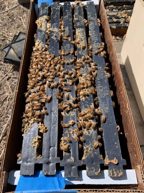 Forest Bees Nuc Colony