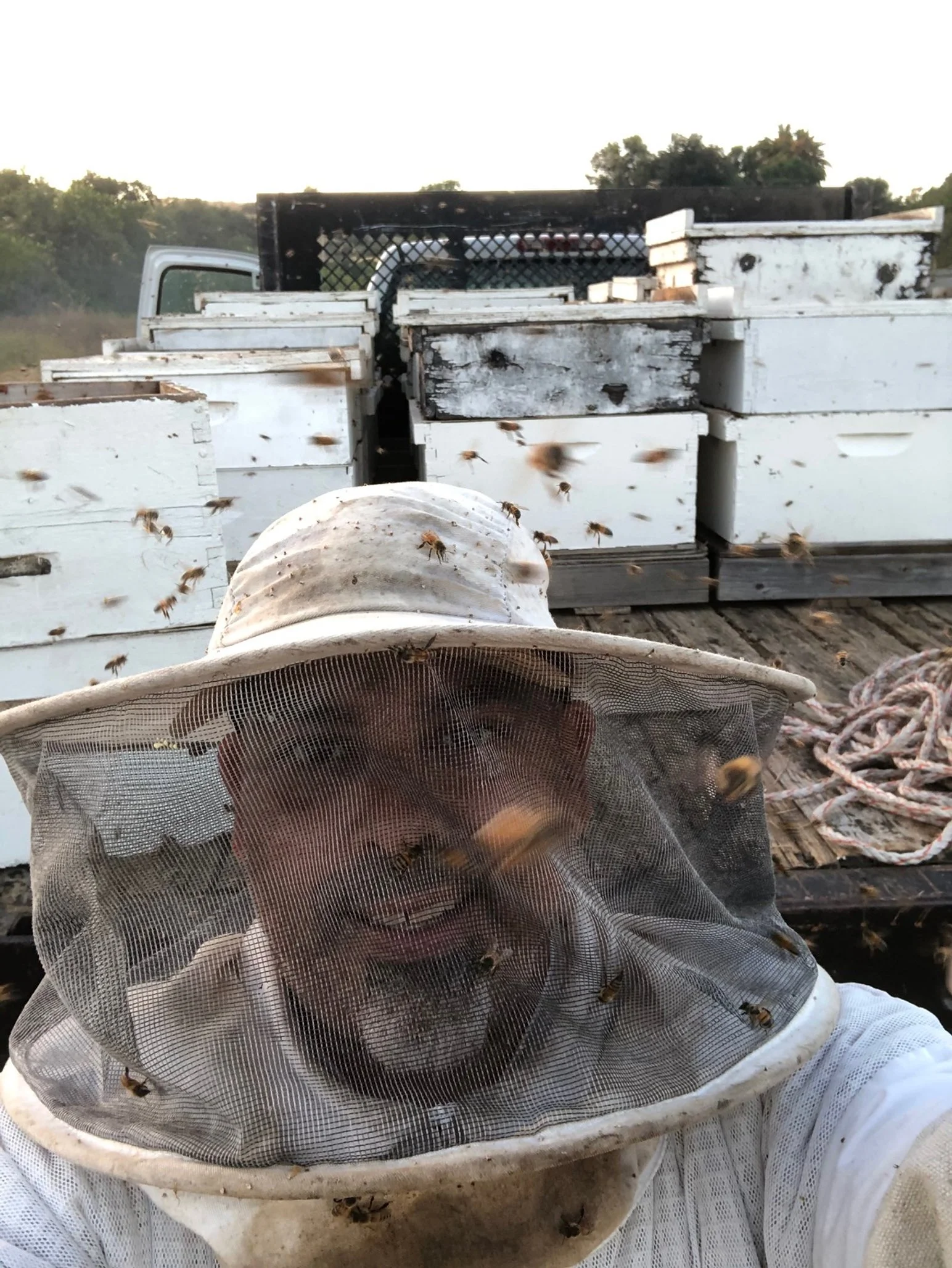 A person wearing a beekeeper suit with a mesh veil, surrounded by flying bees, standing in front of bee hives on a wooden trailer with a background of trees and sky.