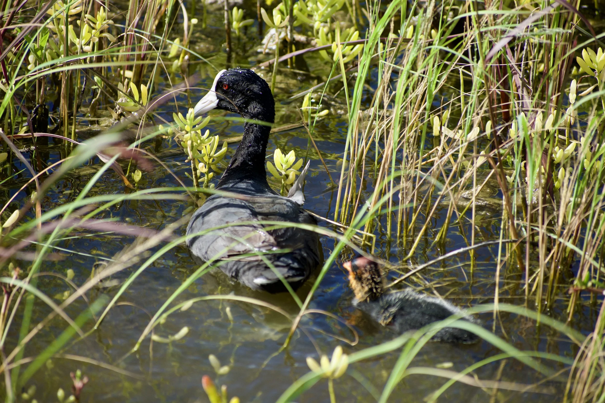A black waterfowl with a white face and red eyes, swimming in a marsh surrounded by green and yellow plants.