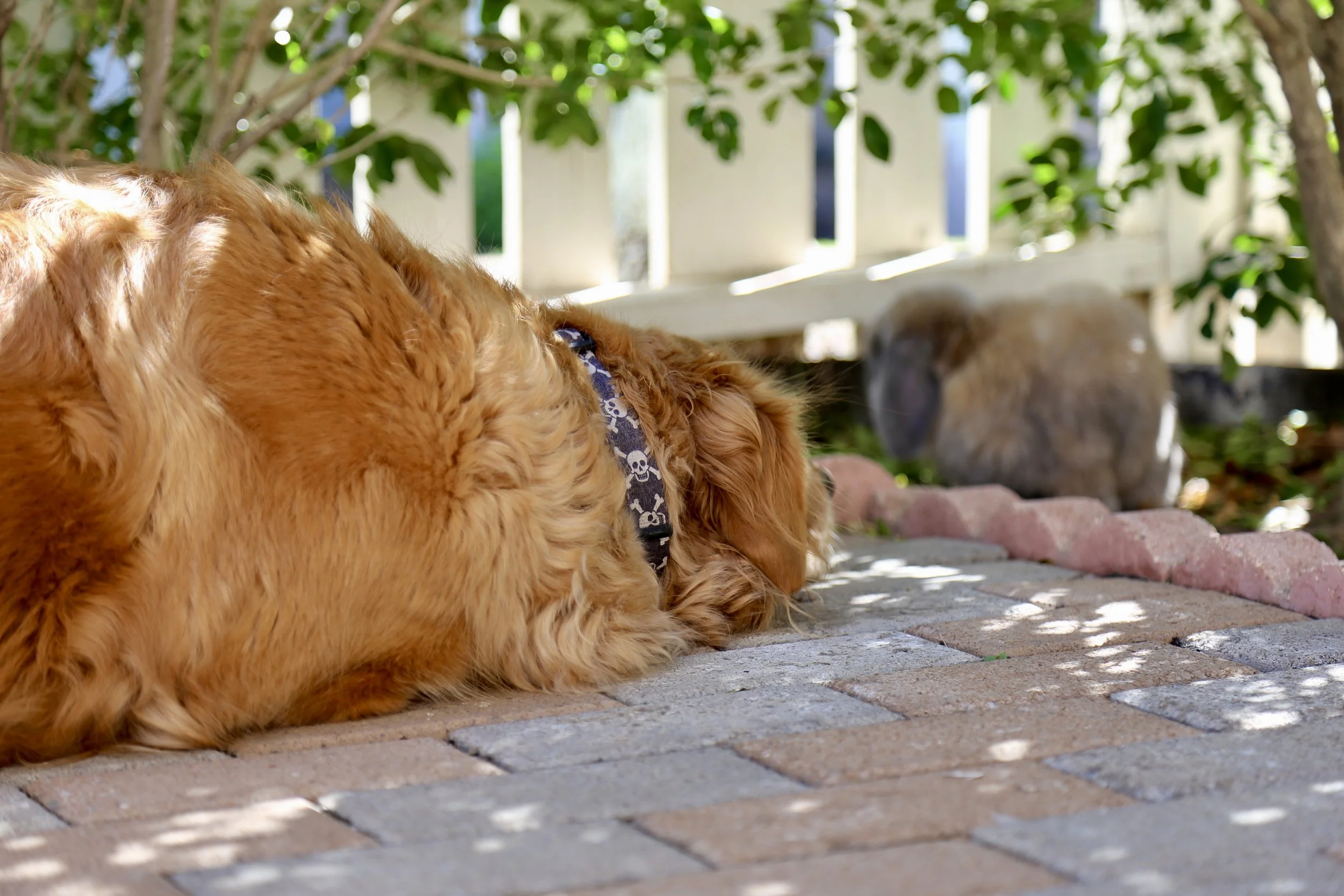 A large golden dog with wavy fur lying on a brick patio, wearing a black collar with skull patterns, with a rabbit in the background under a bush.