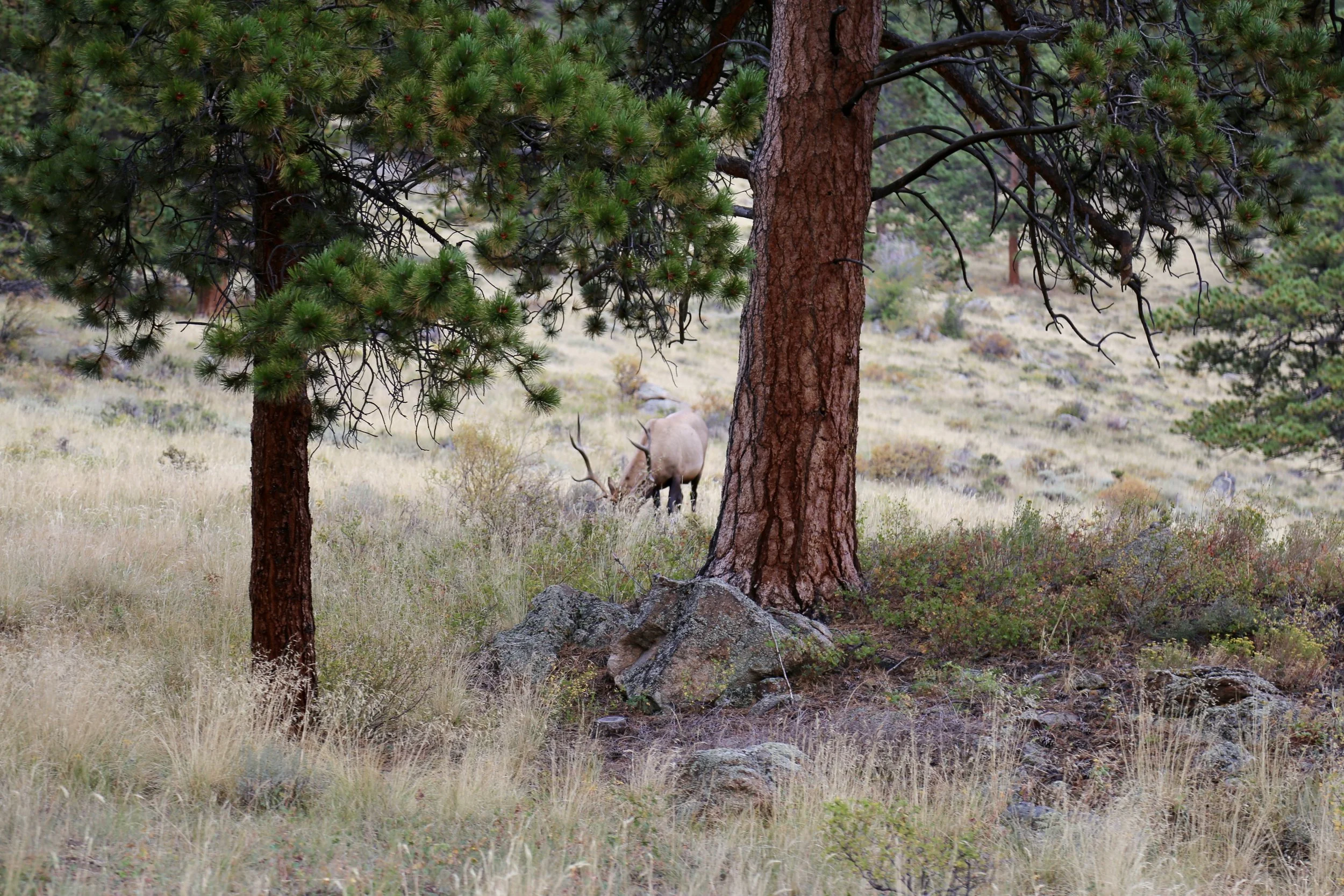 A landscape scene featuring a forest with large pine trees, dry grass, and an elk with large antlers in the background.