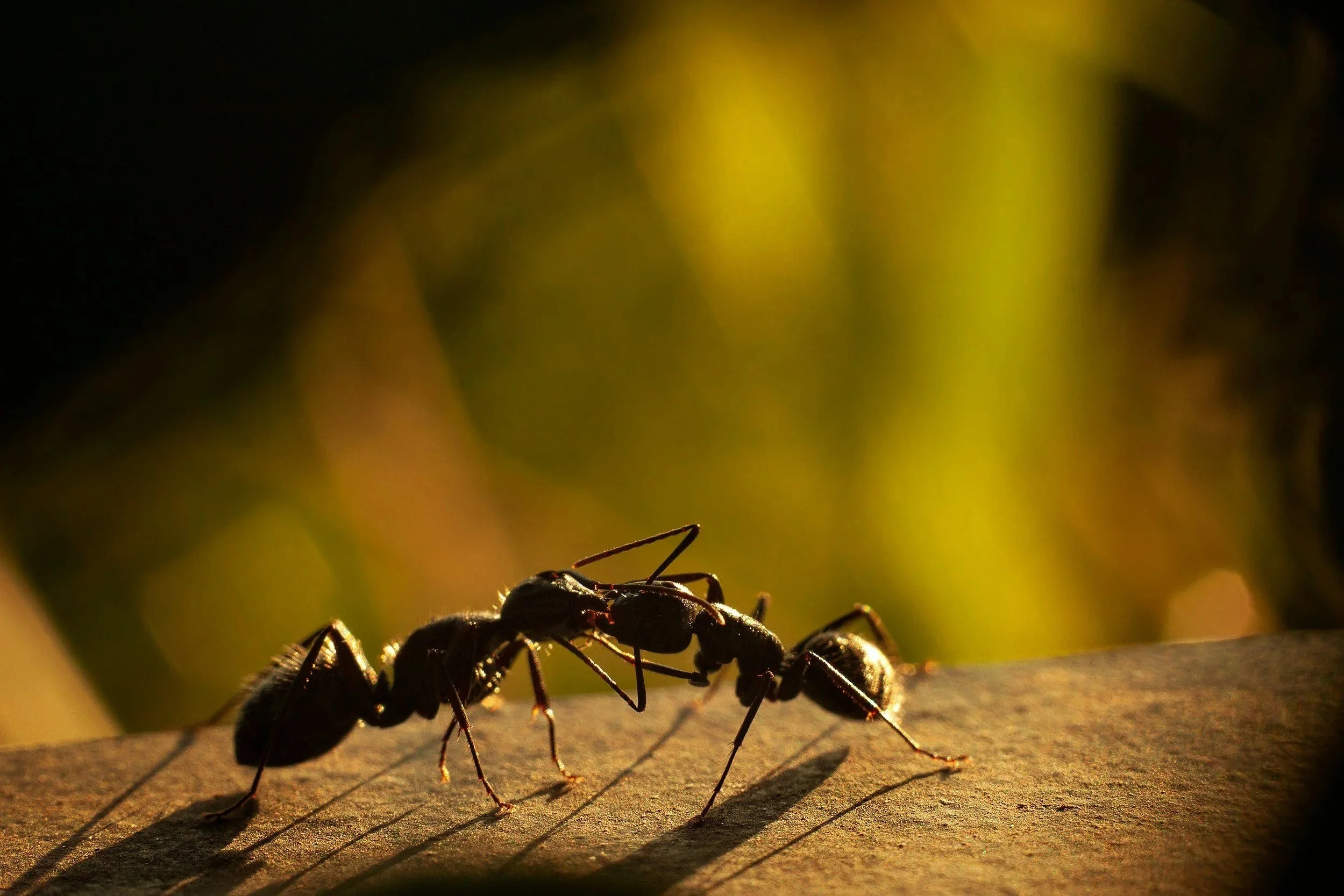 Close-up of two black ants on a brown surface with a blurred green and yellow background.