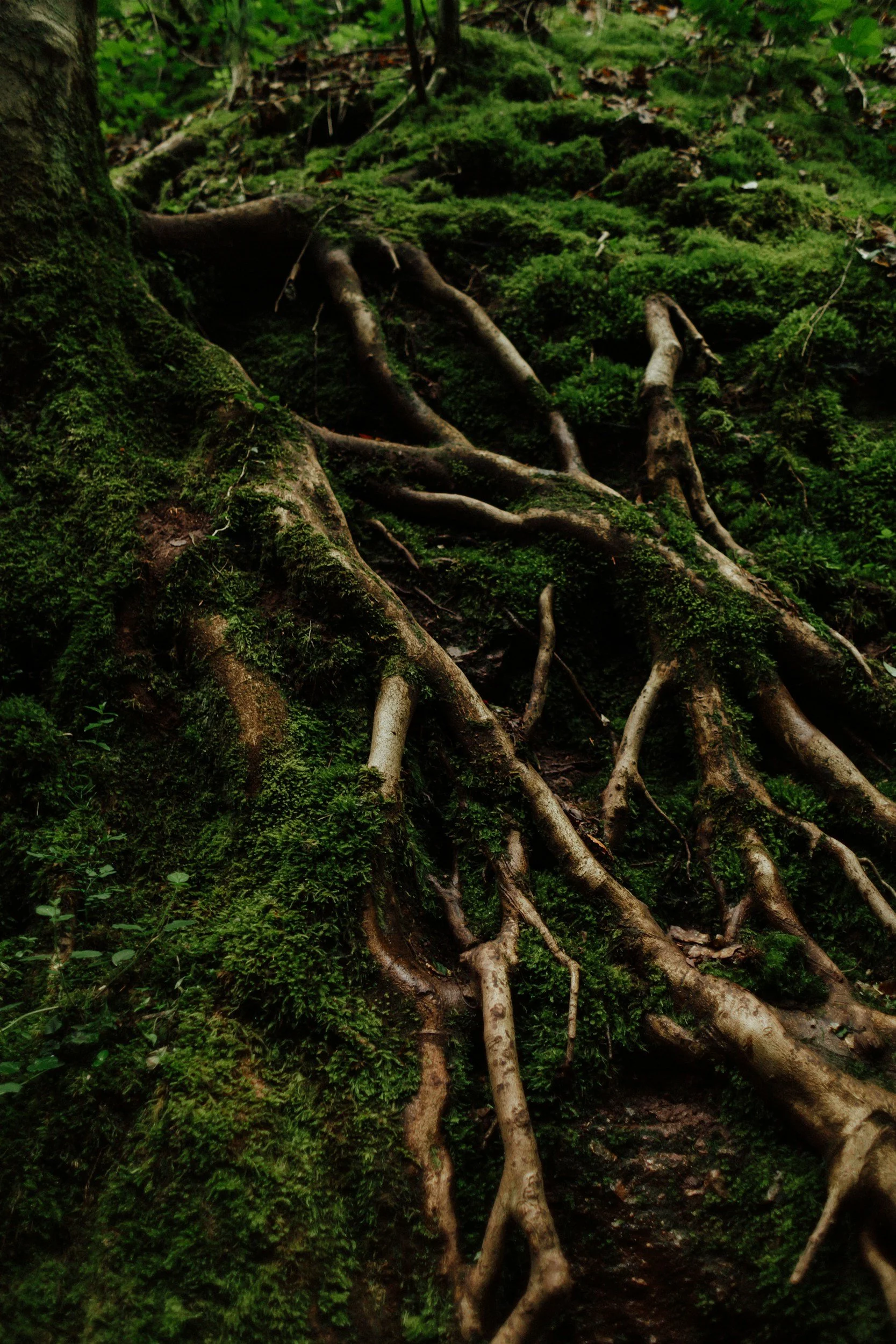 Understanding the Root Cause of Mental Health Struggles