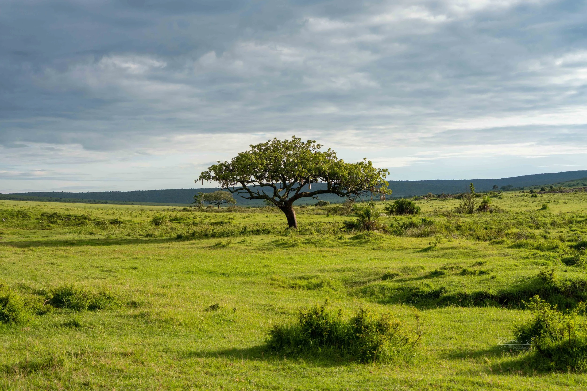 Masai Mara, Kenya