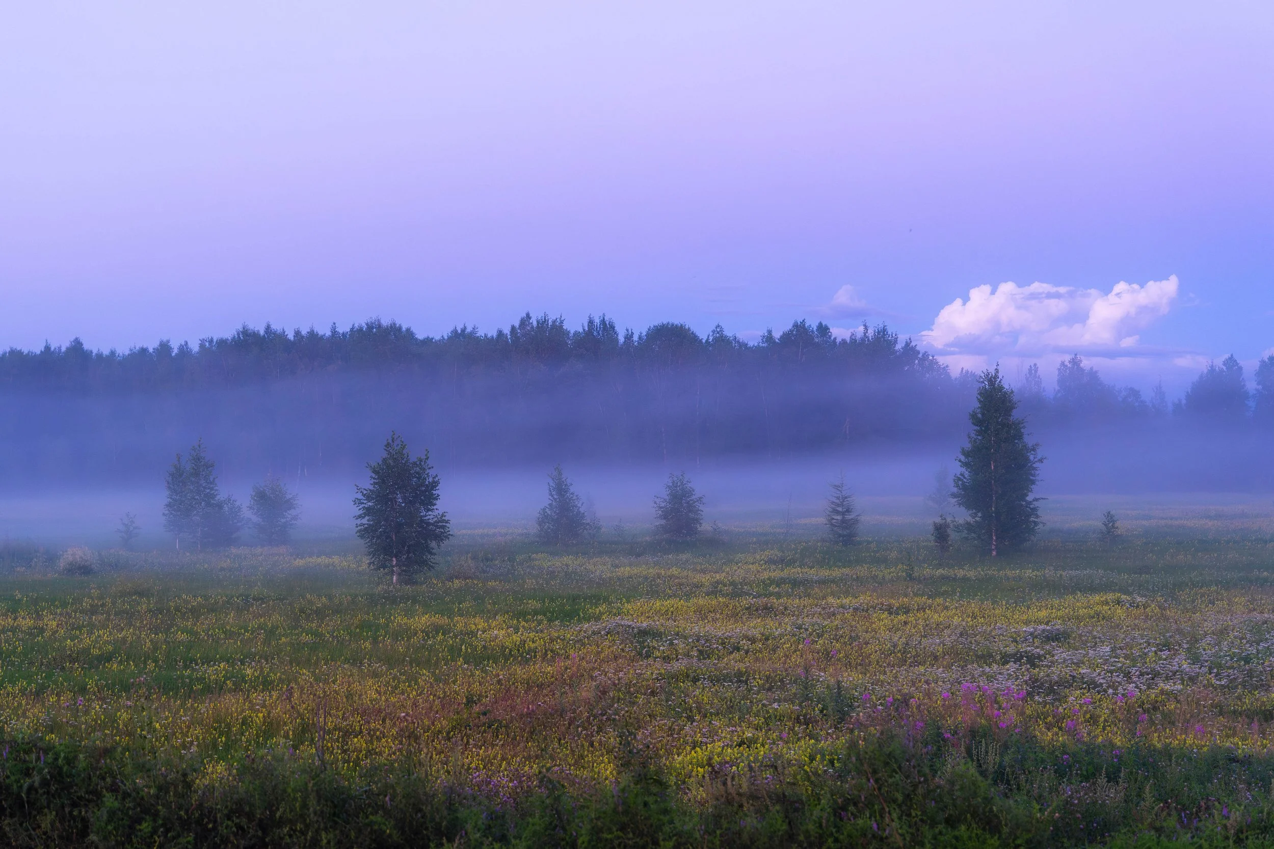 八月初的随机花海