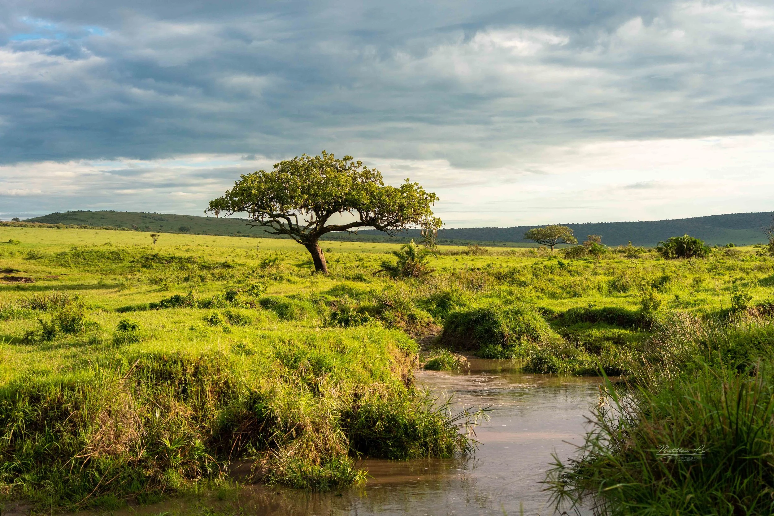 Masai Mara, Kenya