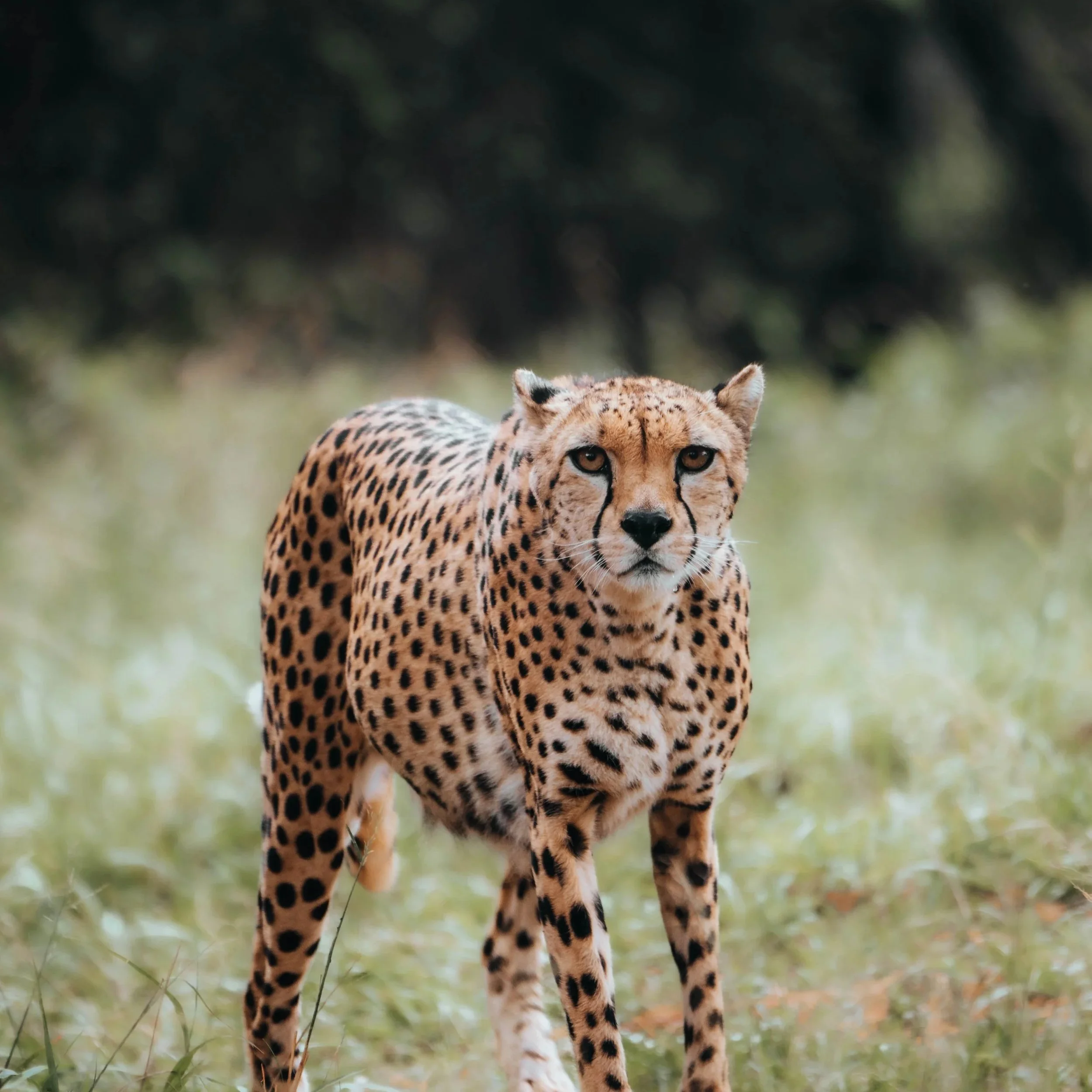 Wildlife 野生动物