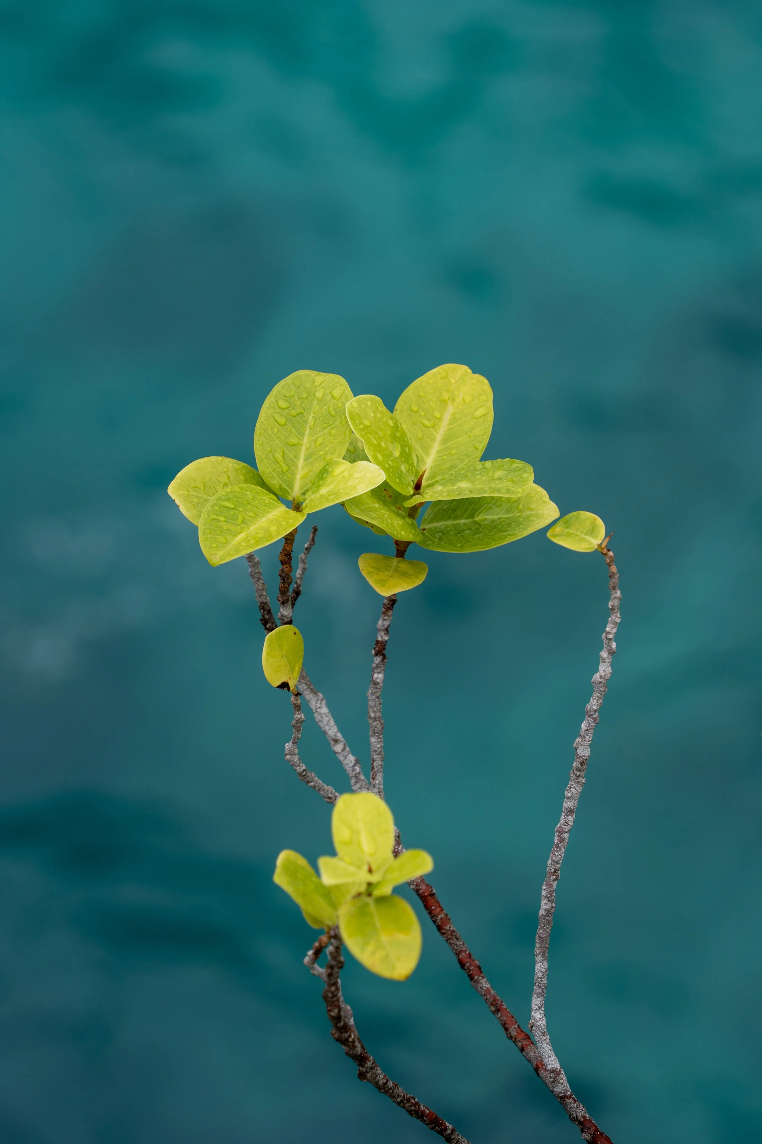 Nusa Penida, Indonesia
