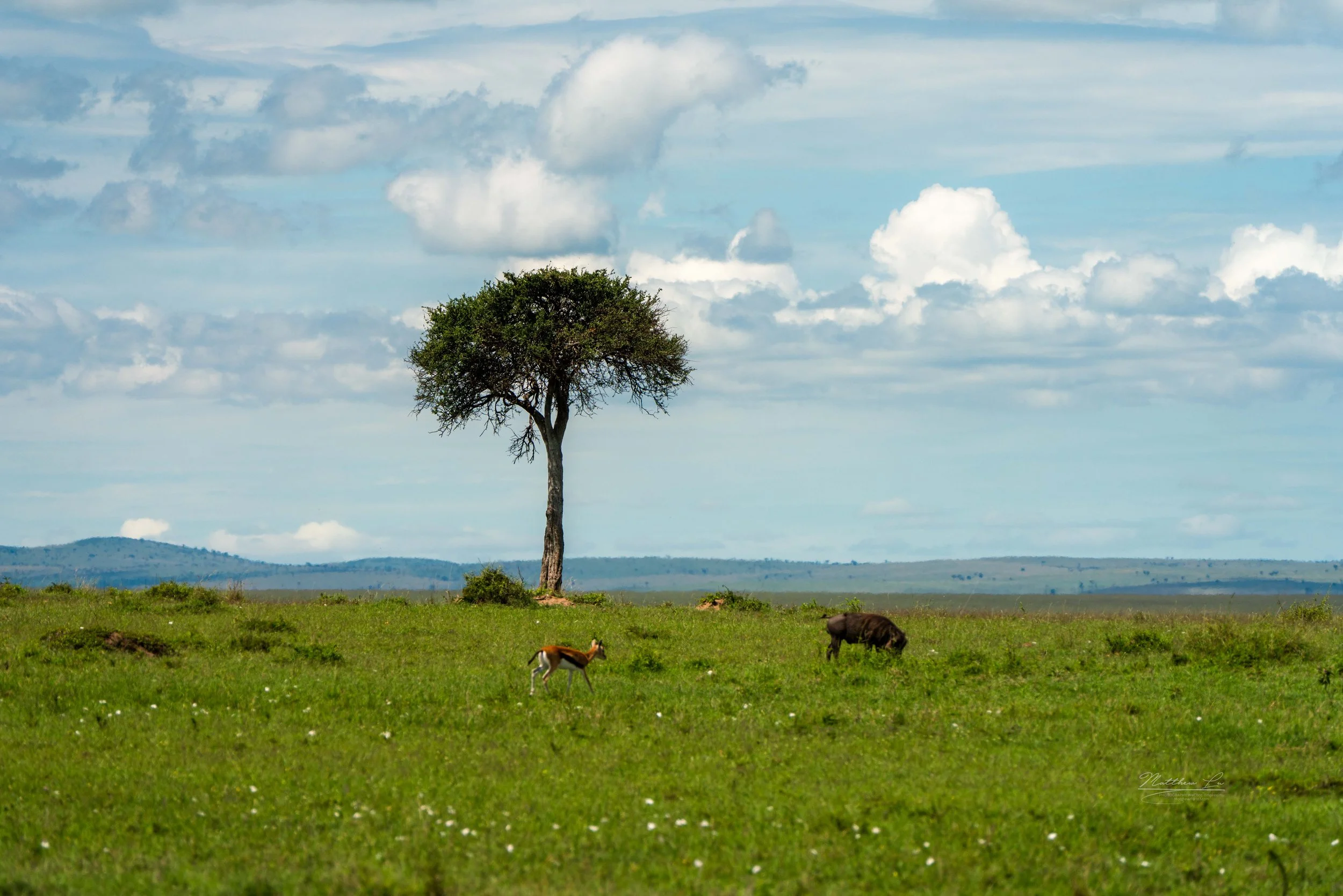 Masai Mara, Kenya