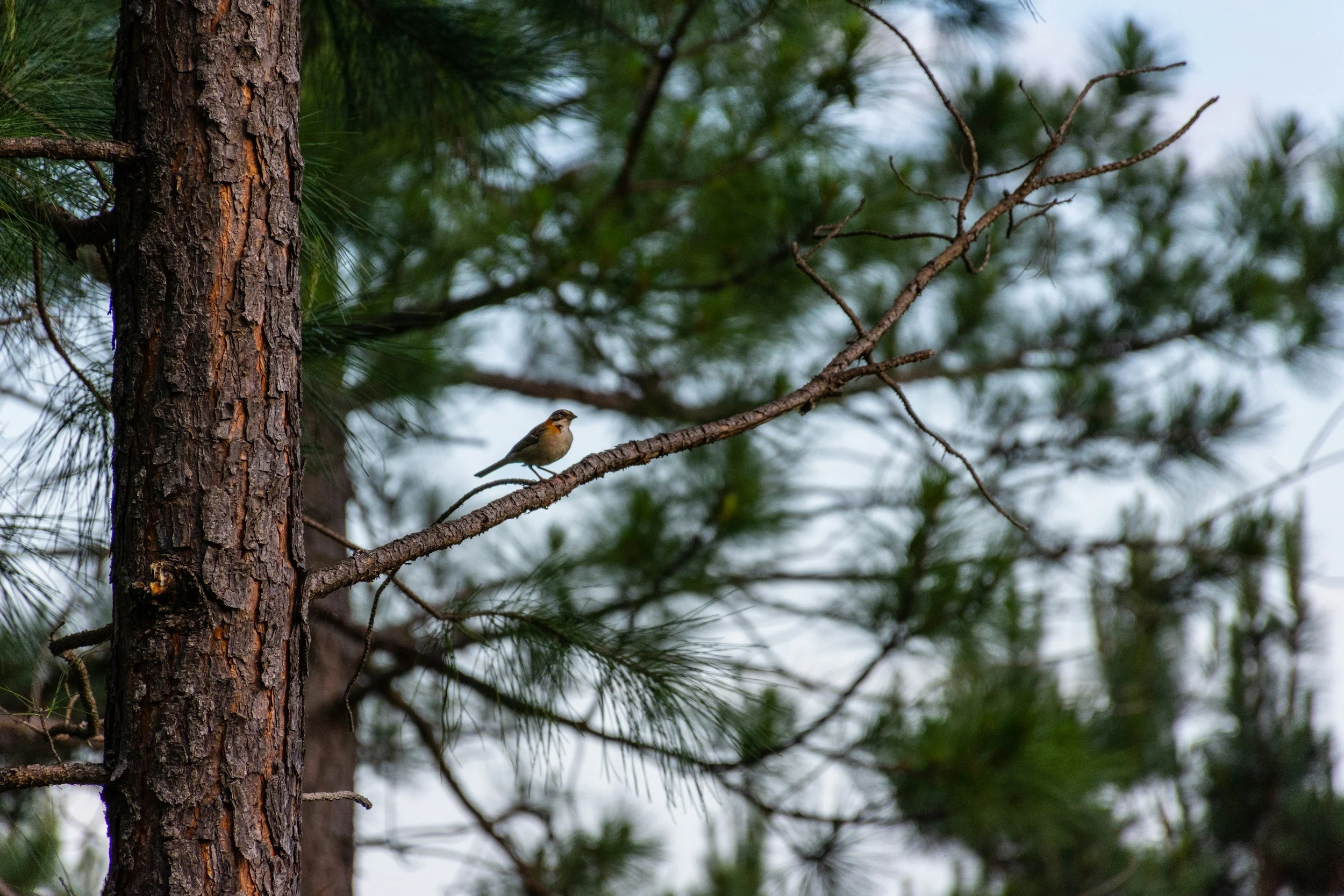 Small bird perched on a pine branch, symbolizing calm, balance, and connection in holistic therapy.