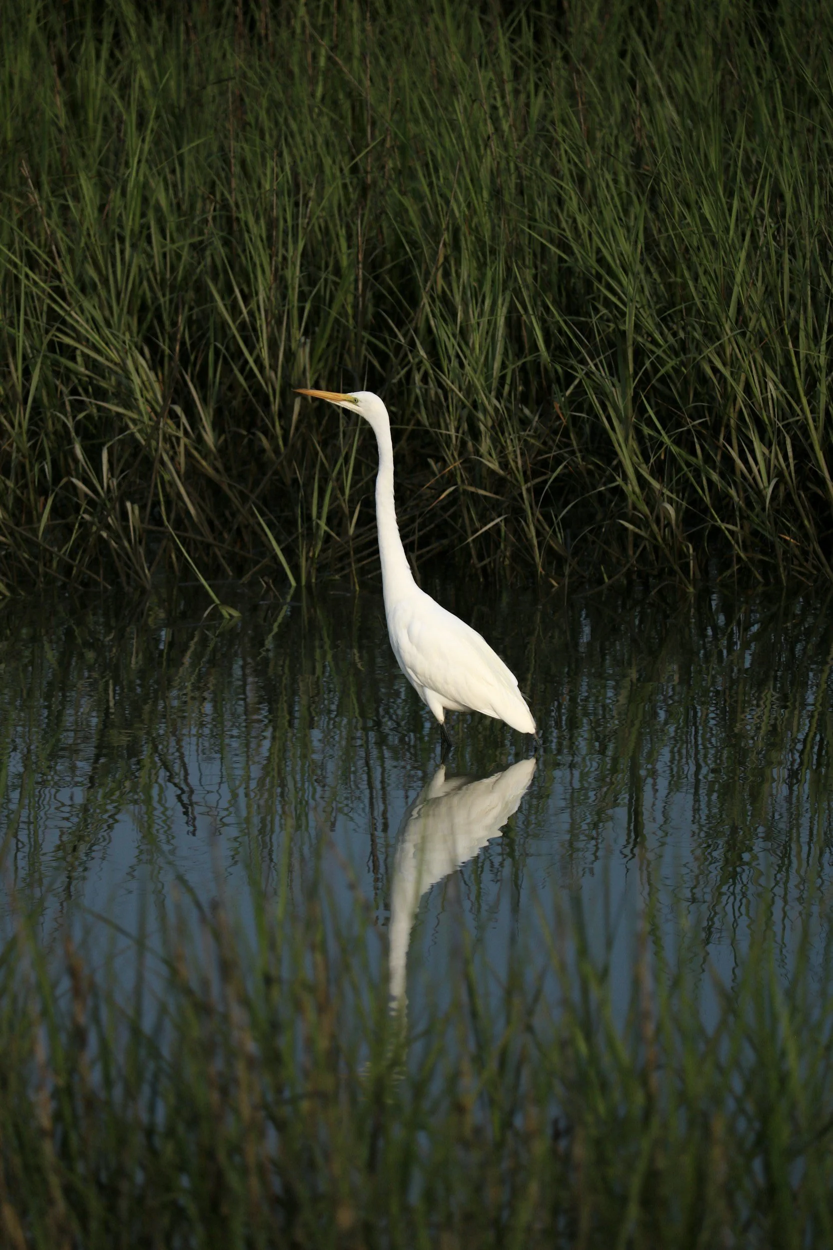 White heron standing in peaceful marsh grasses on St. Simons Island, symbolizing calm and reflection in therapy.