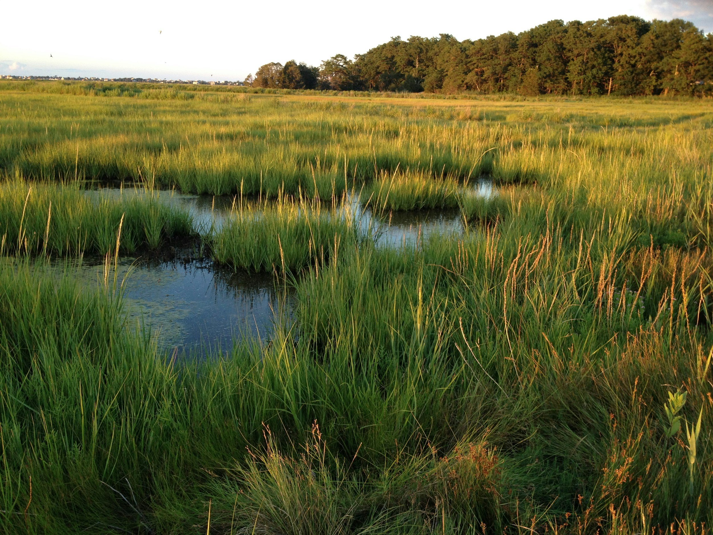 Peaceful marsh landscape on St. Simons Island, symbolizing calm, restoration, and trauma recovery through EMDR therapy.