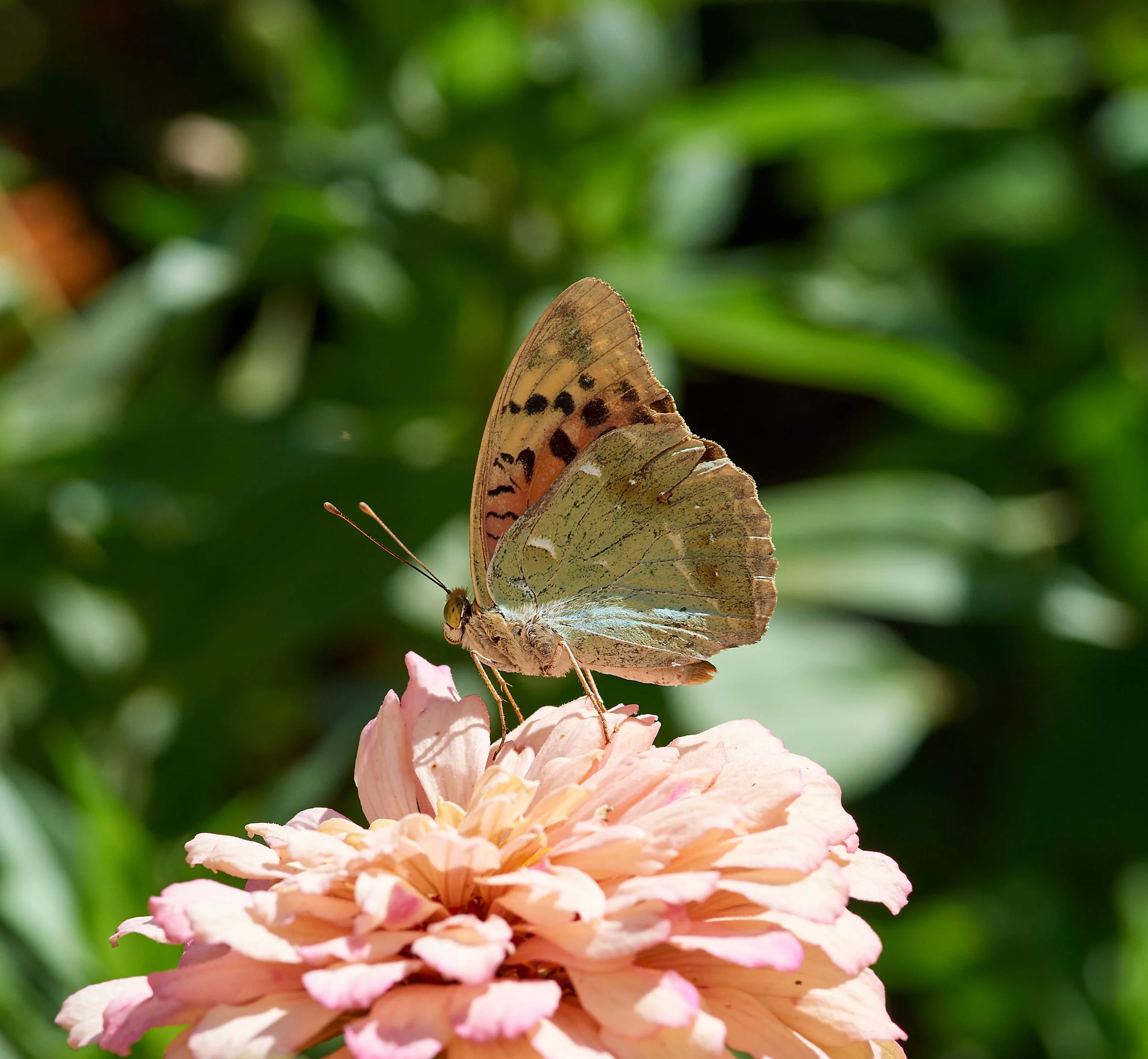 Butterfly resting on a pink flower, representing renewal, growth, and emotional transformation in therapy.