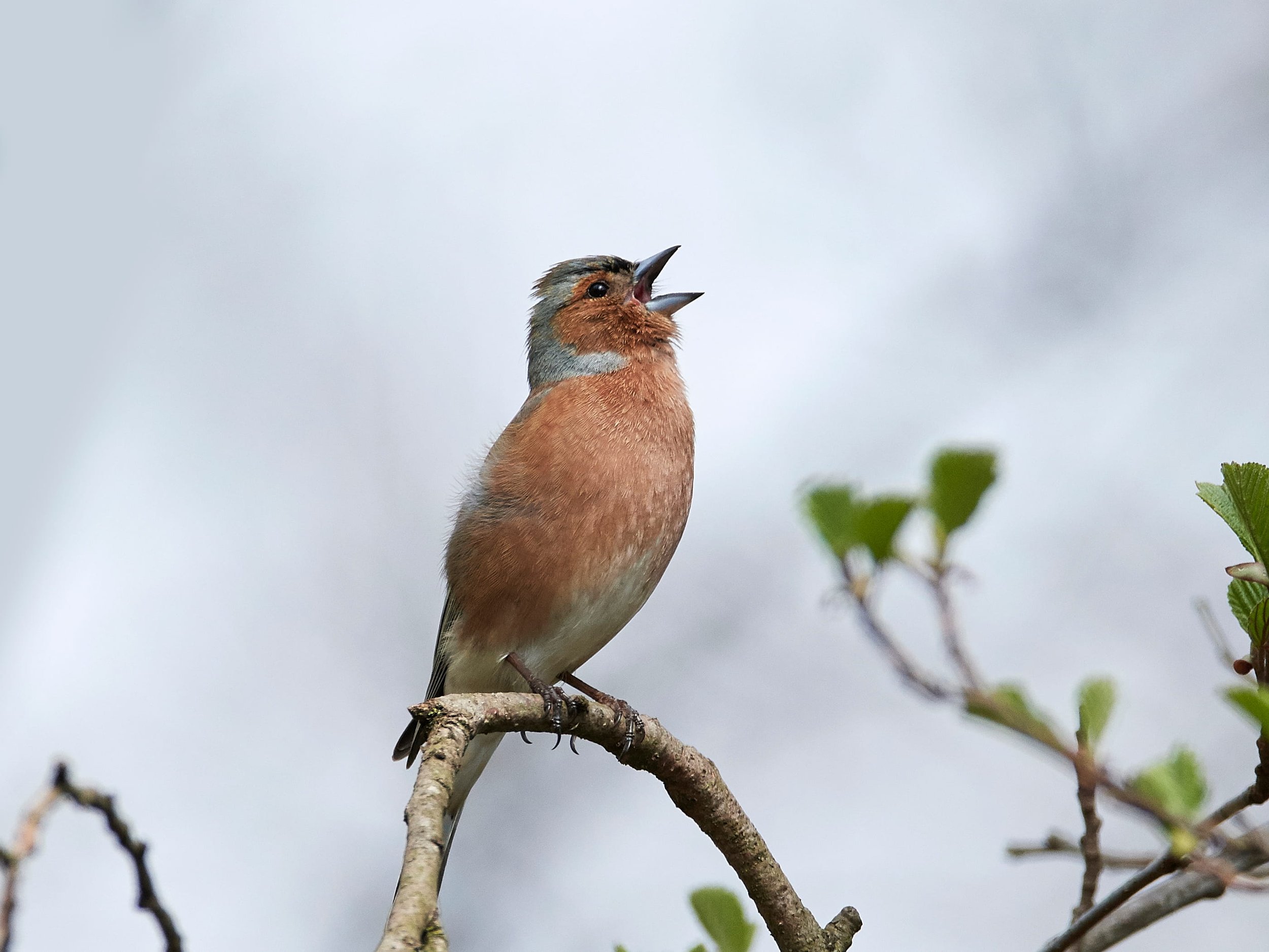 Small bird perched on a branch, mid-song, symbolizing voice, expression, and connection in healing.