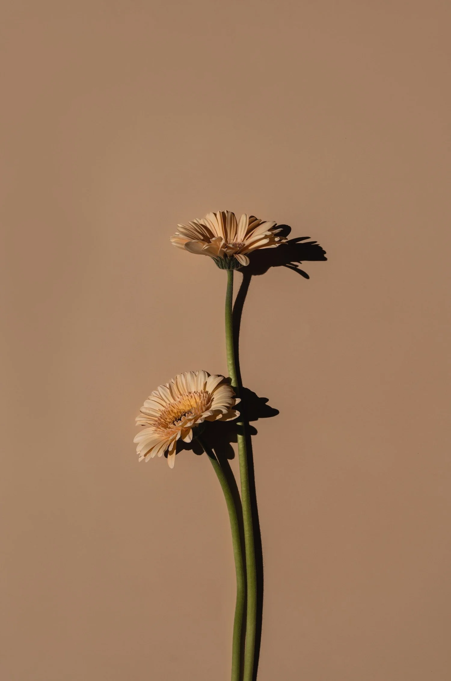 Two beige Gerbera daisies on green stems against a plain beige background with their shadows.