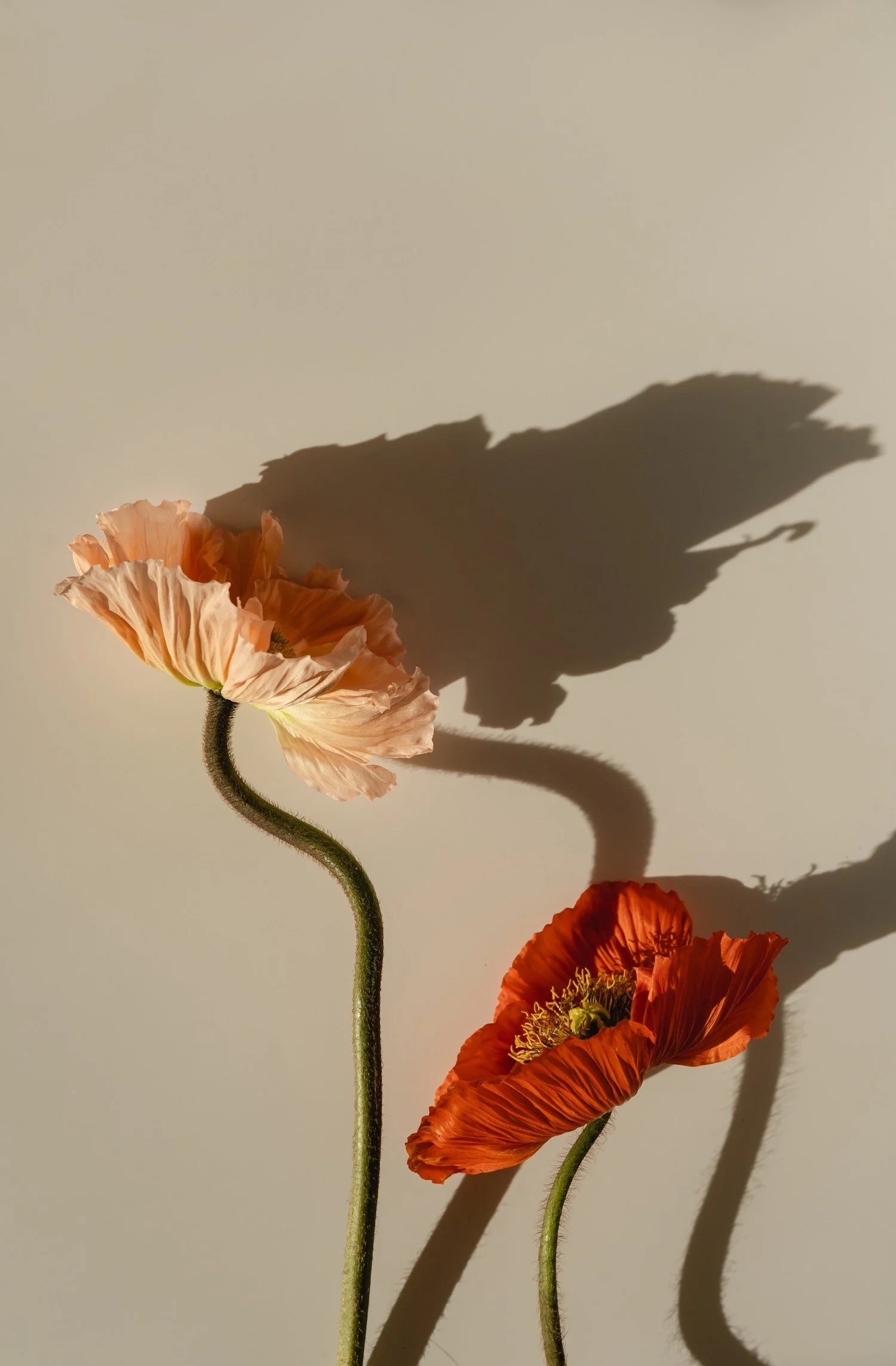 Two poppy flowers, one pink and one orange, with their shadows cast on a plain wall.
