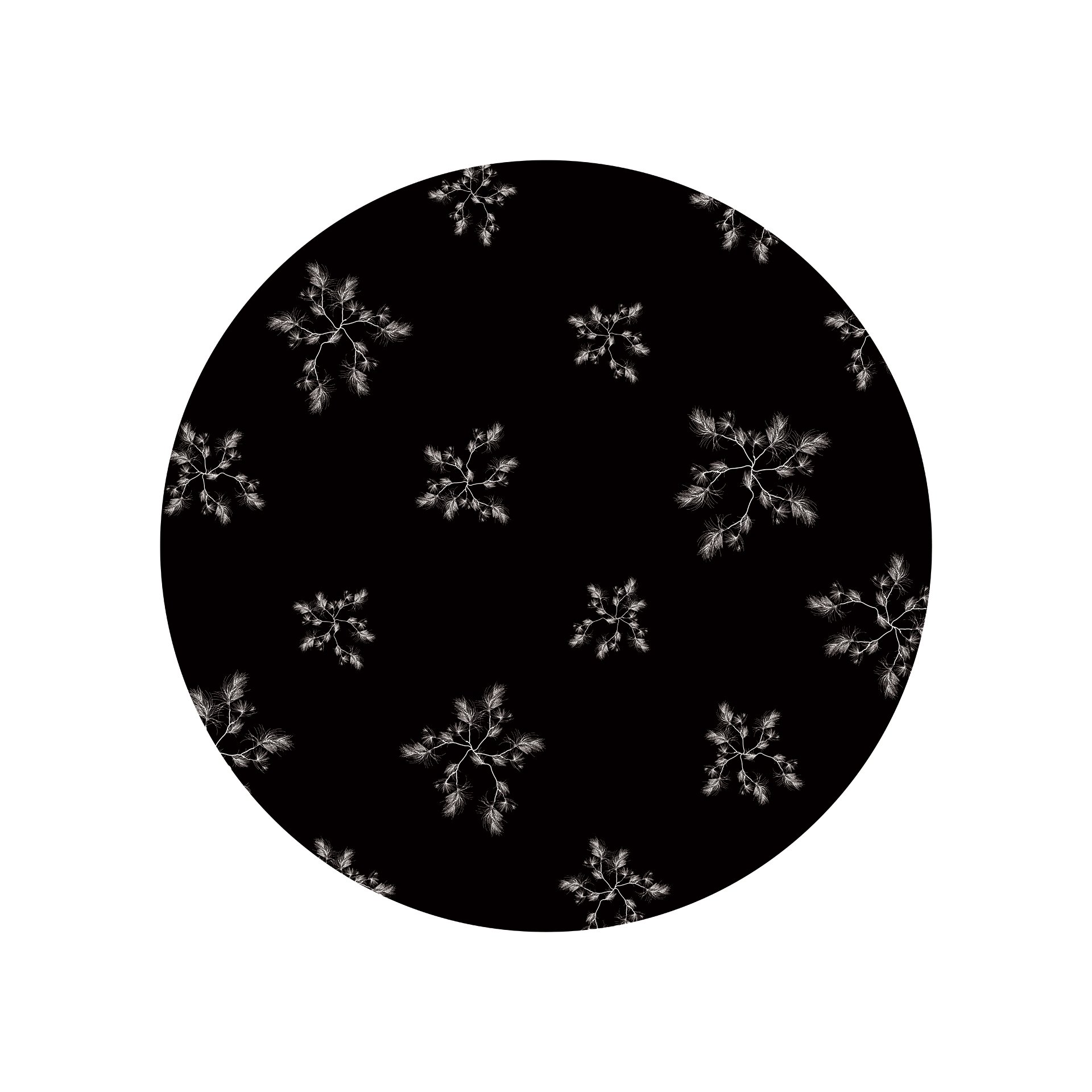 Casuarina Sateen by KT Doyle, a repeating botanical pattern of white Casuarina branches on black